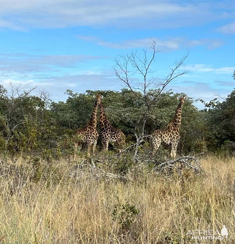 Giraffe Limpopo South Africa