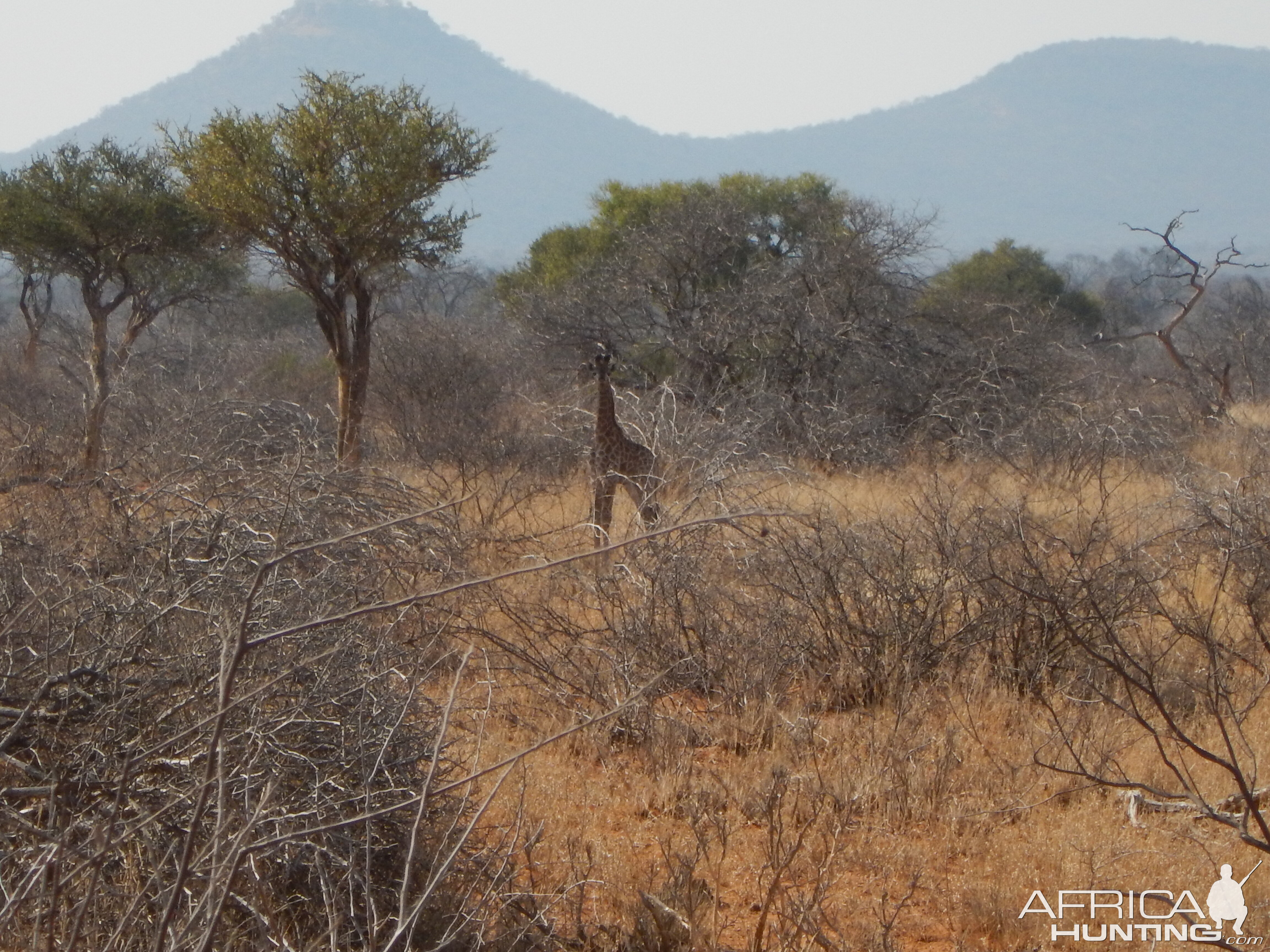 Giraffe Limpopo South Africa