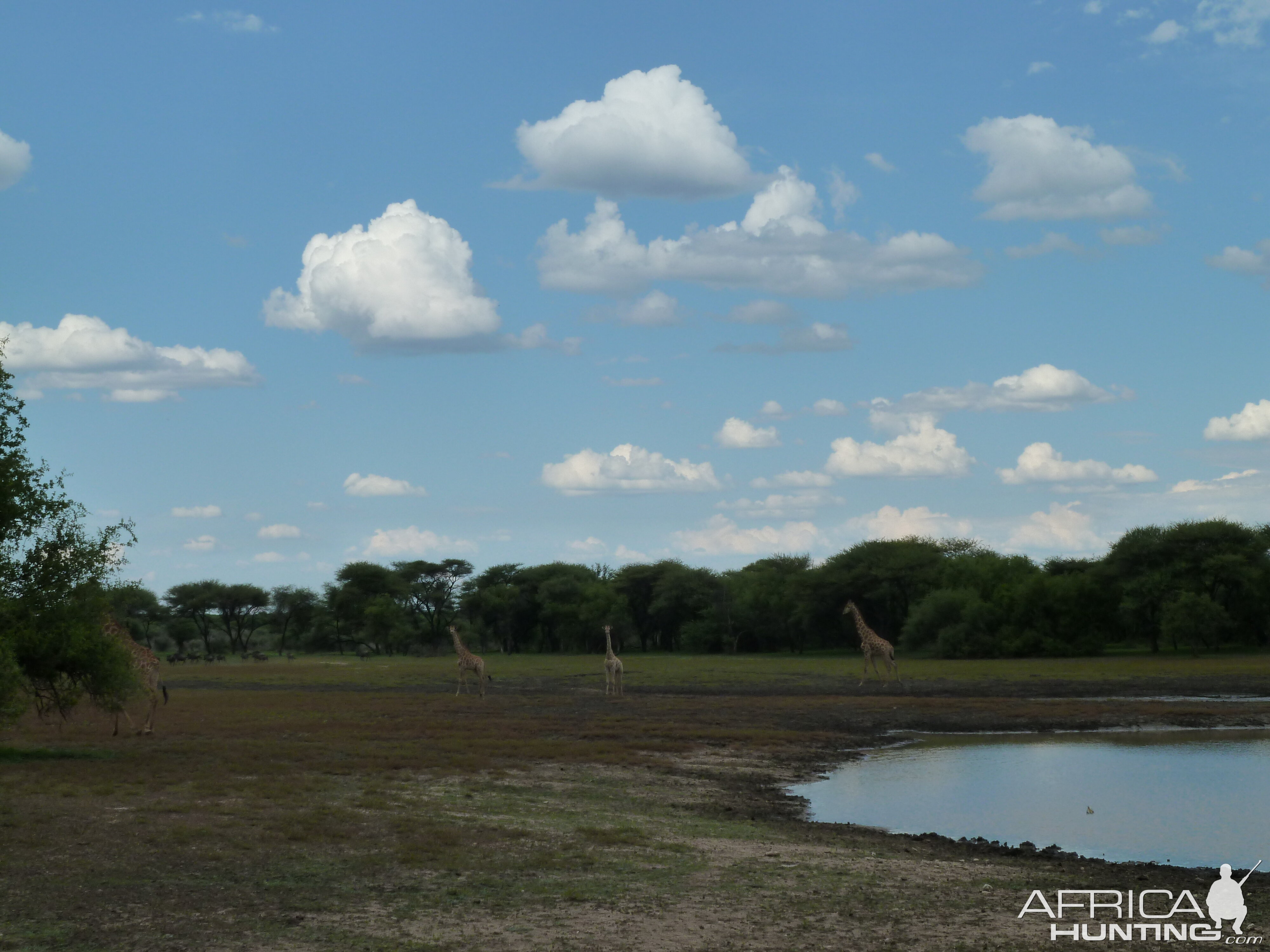 Giraffe Namibia