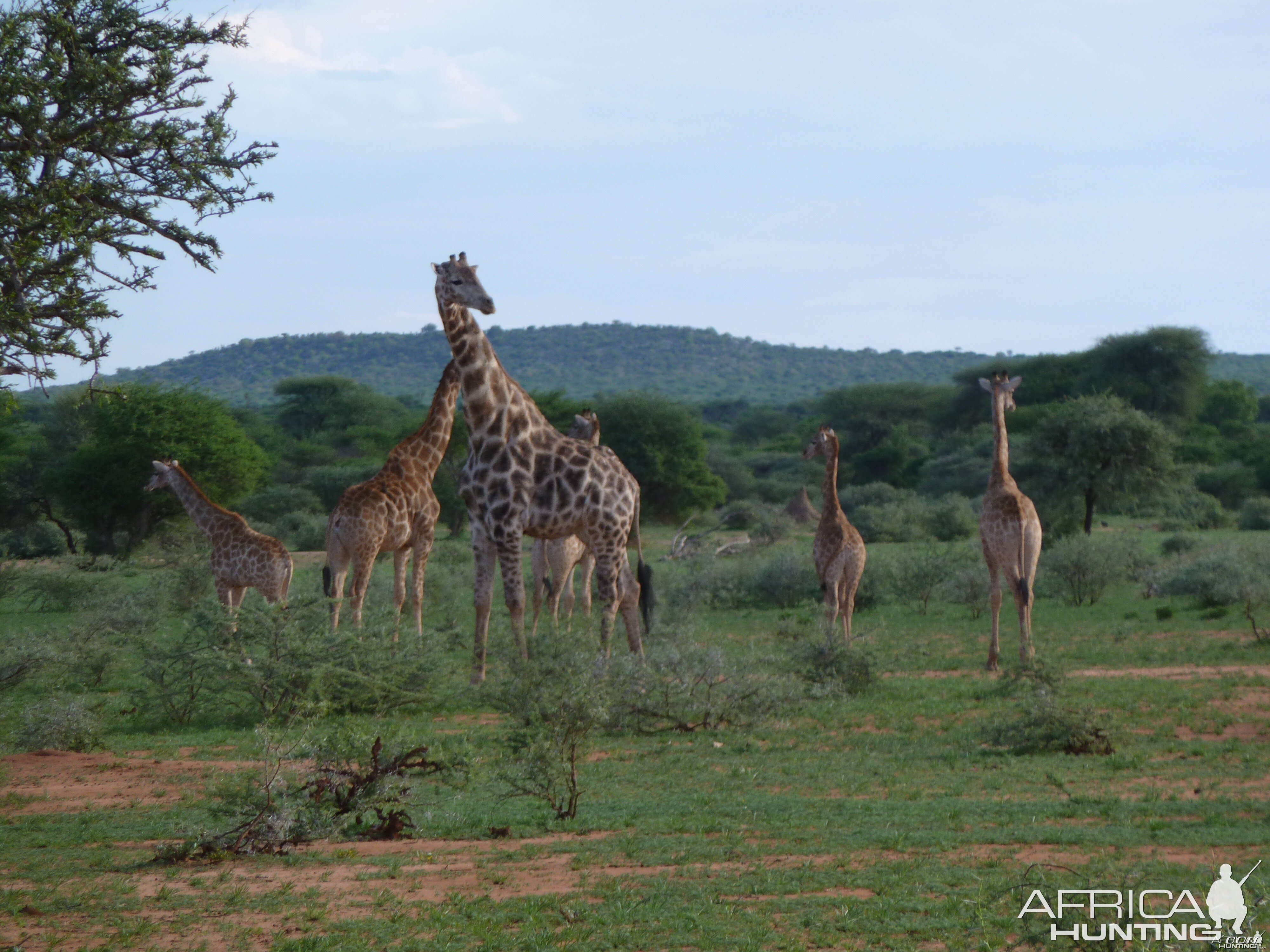 Giraffe Namibia