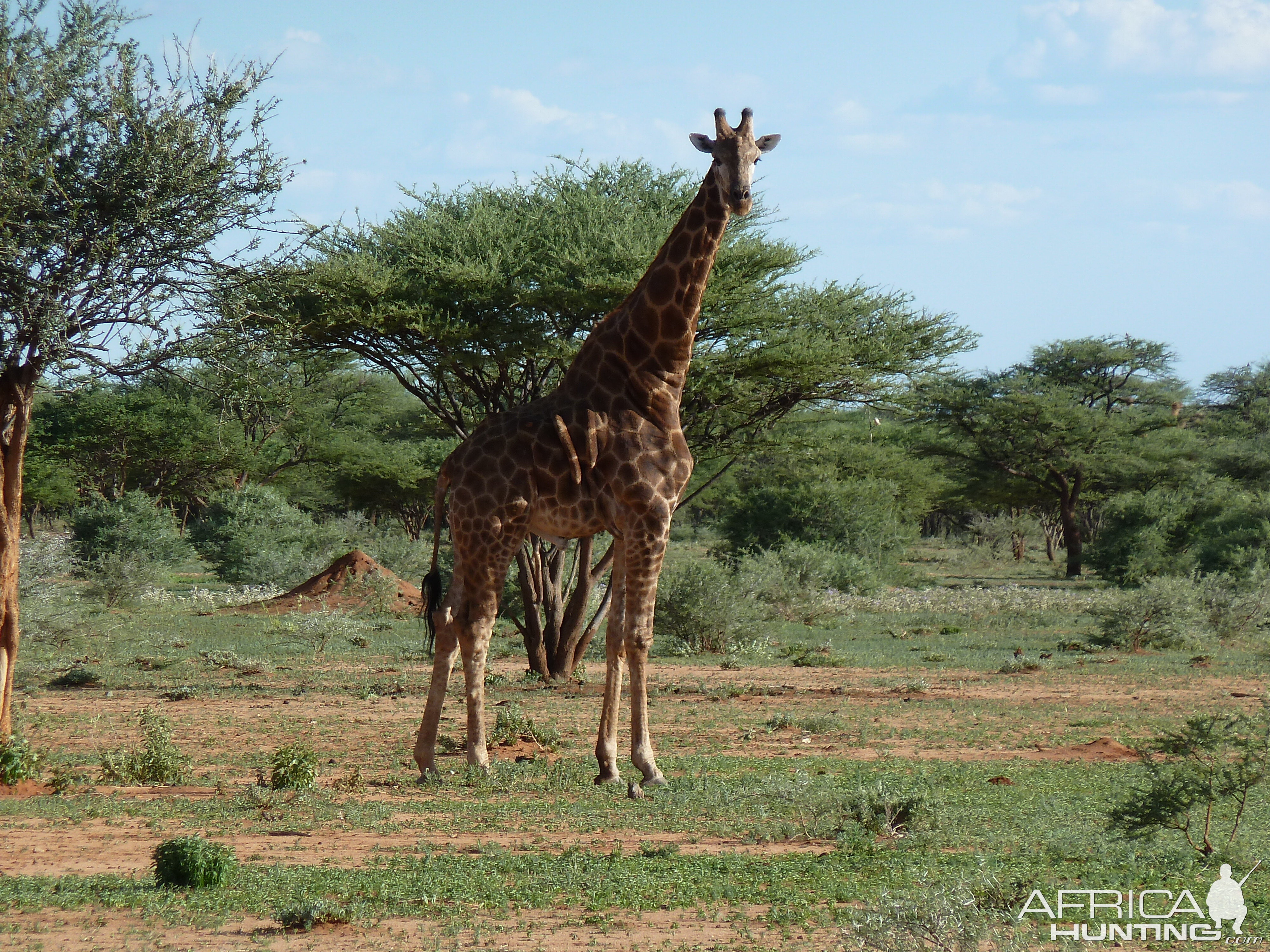 Giraffe Namibia