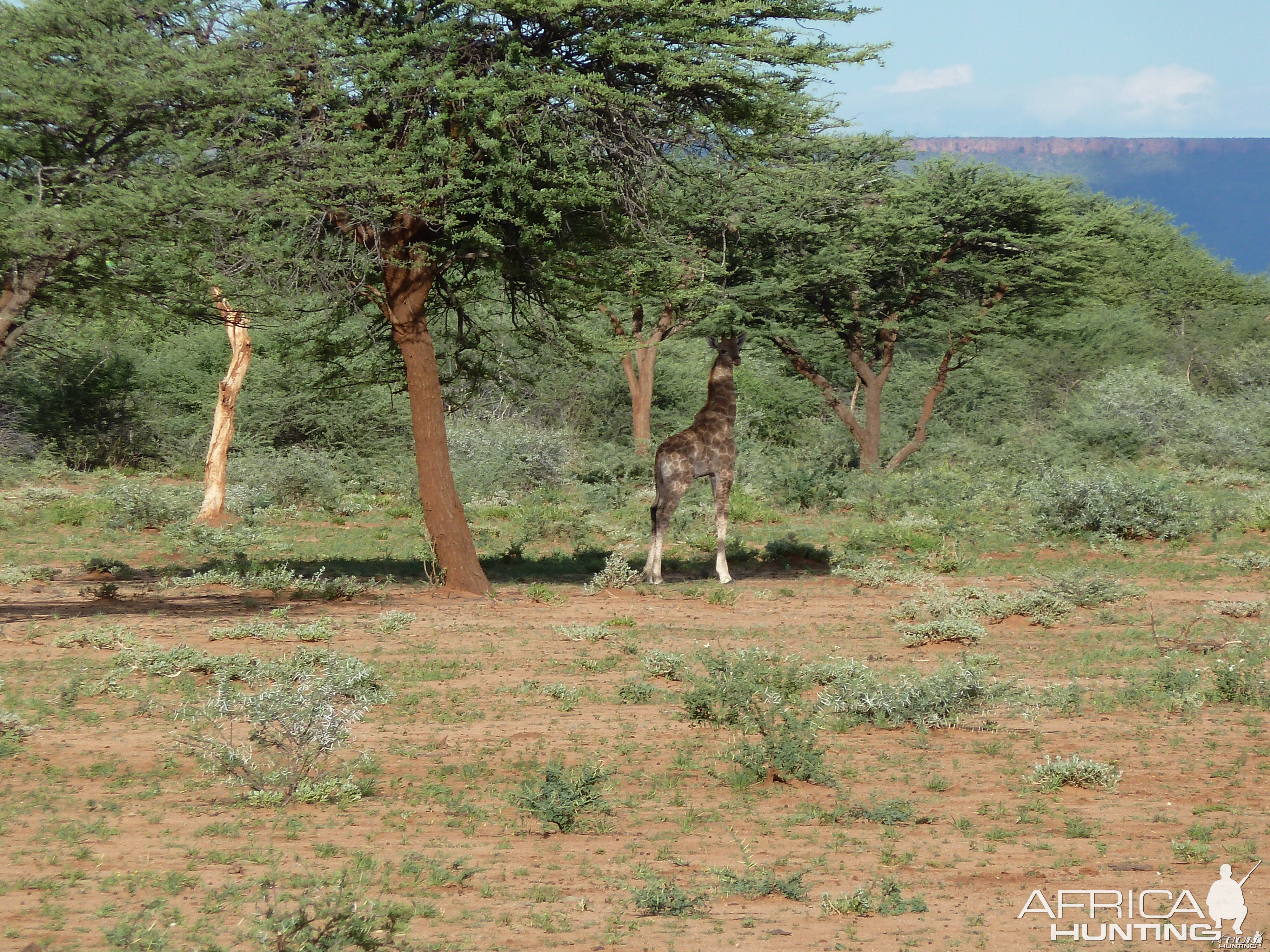 Giraffe Namibia