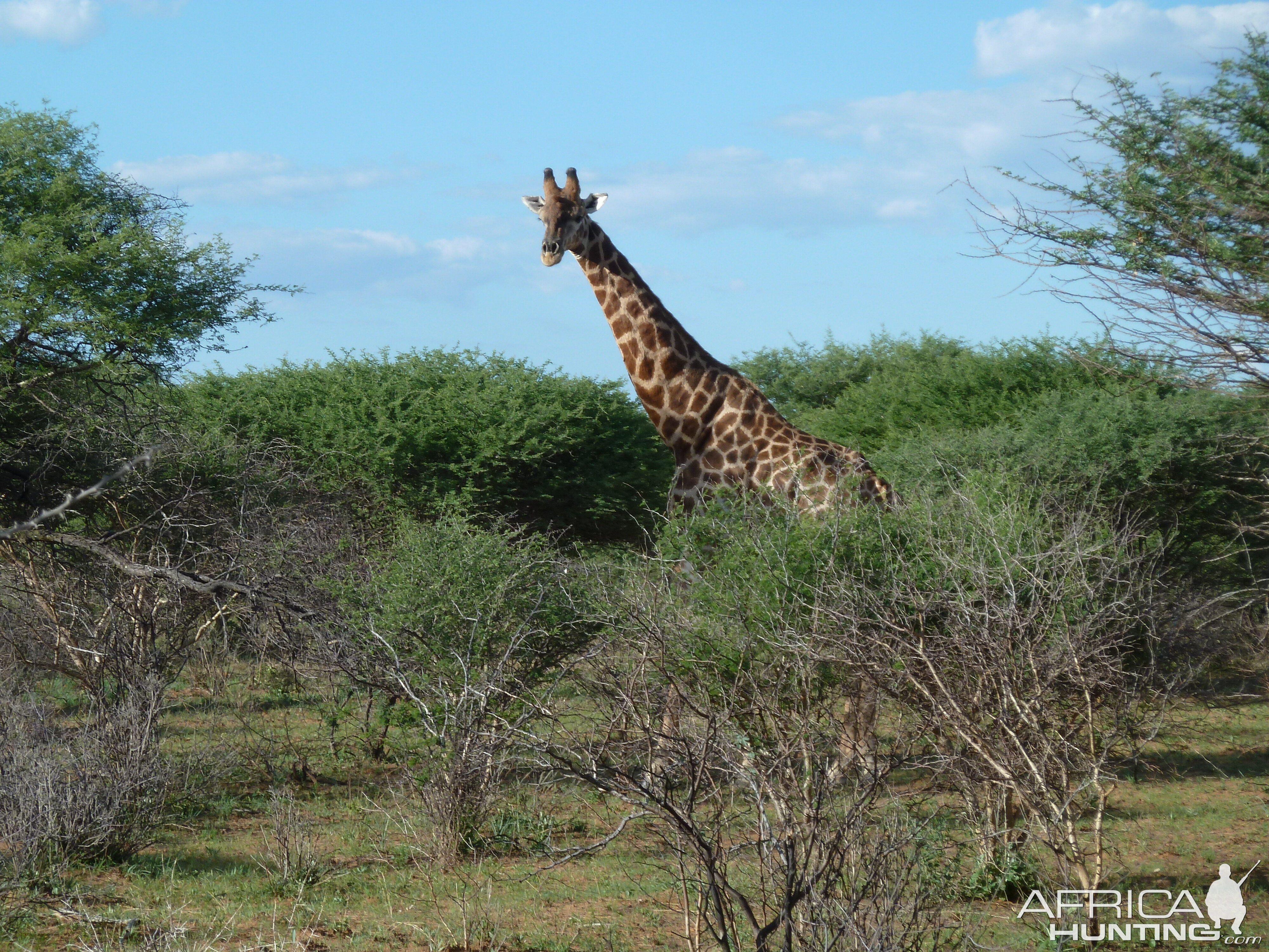 Giraffe Namibia