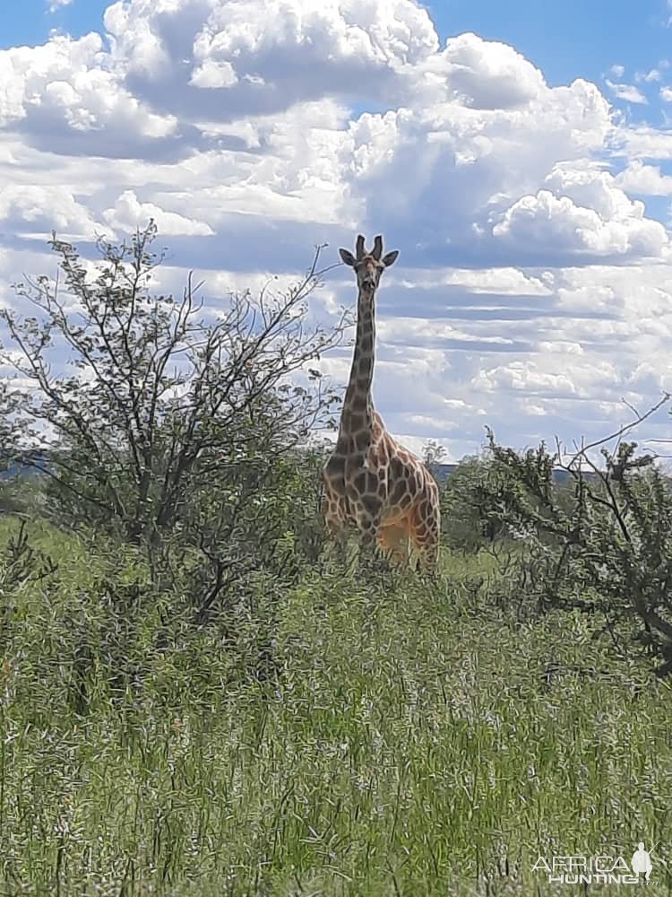 Giraffe Namibia