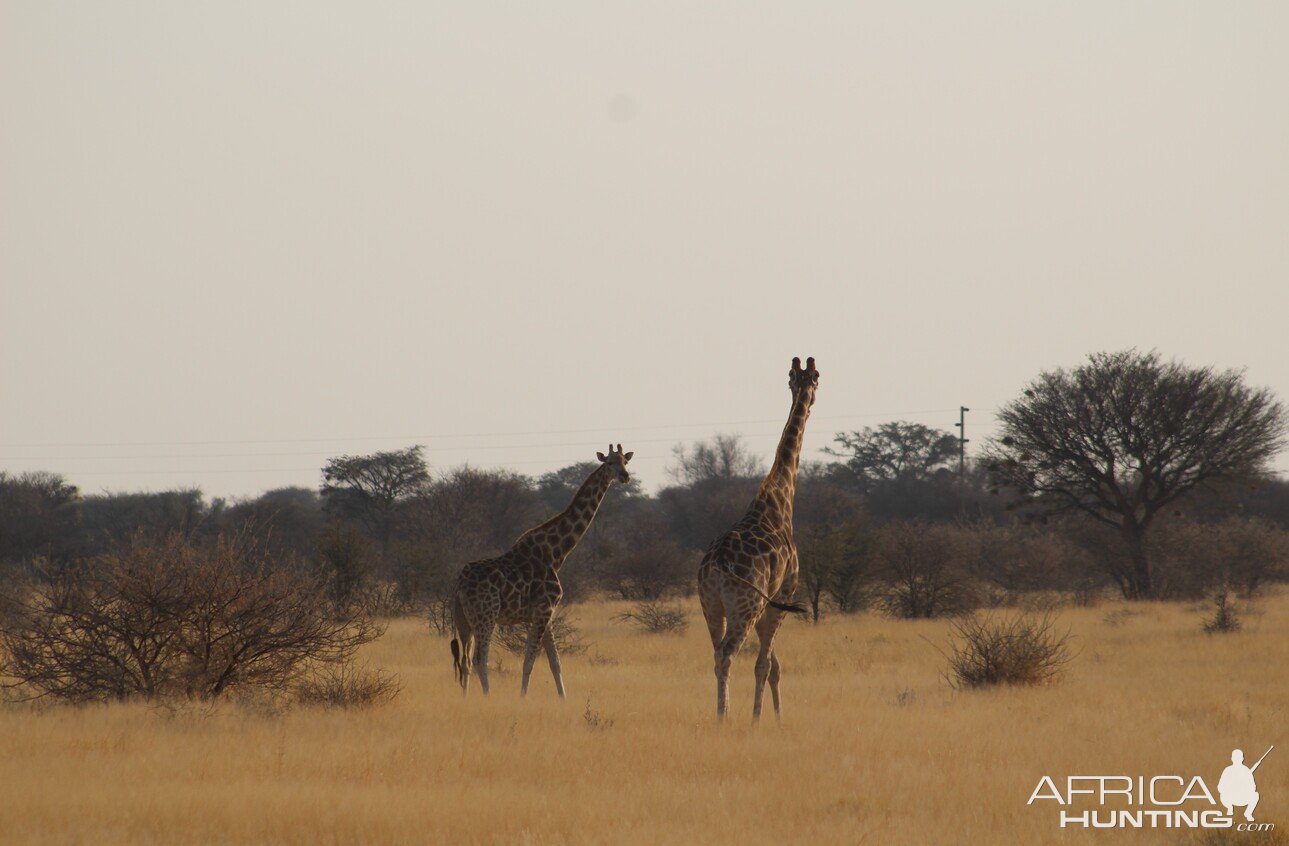 Giraffe Namibia