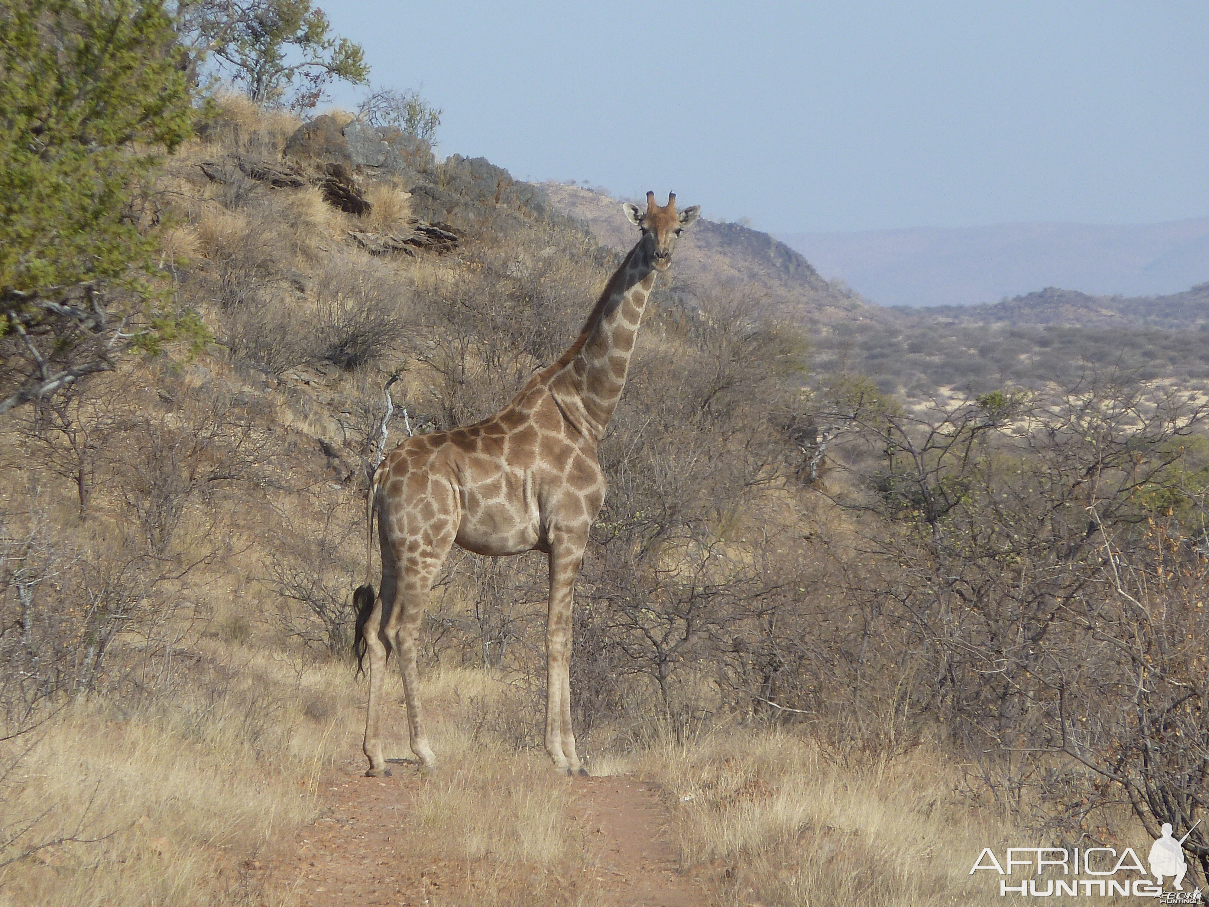 Giraffe Namibia