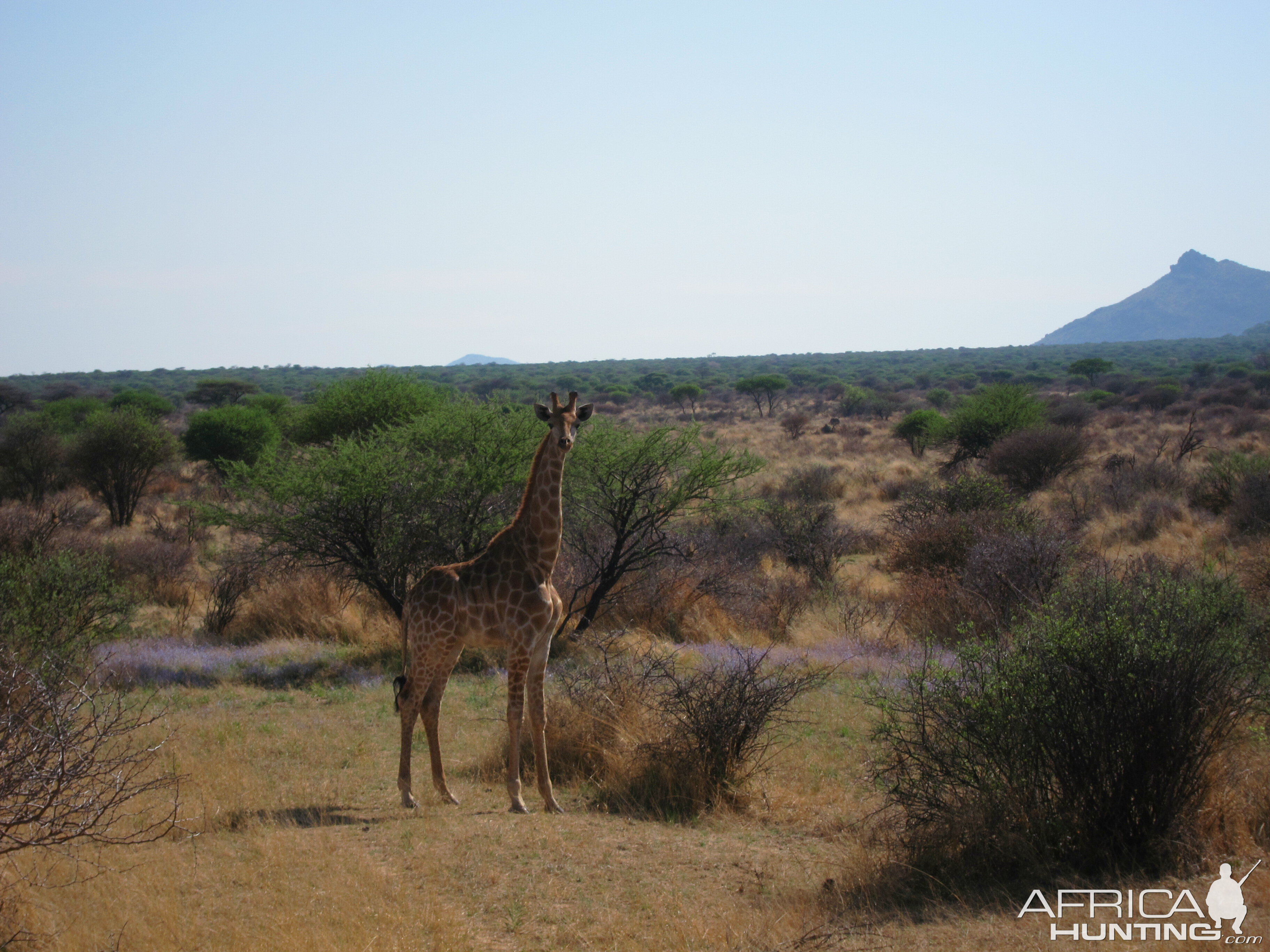 Giraffe Namibia