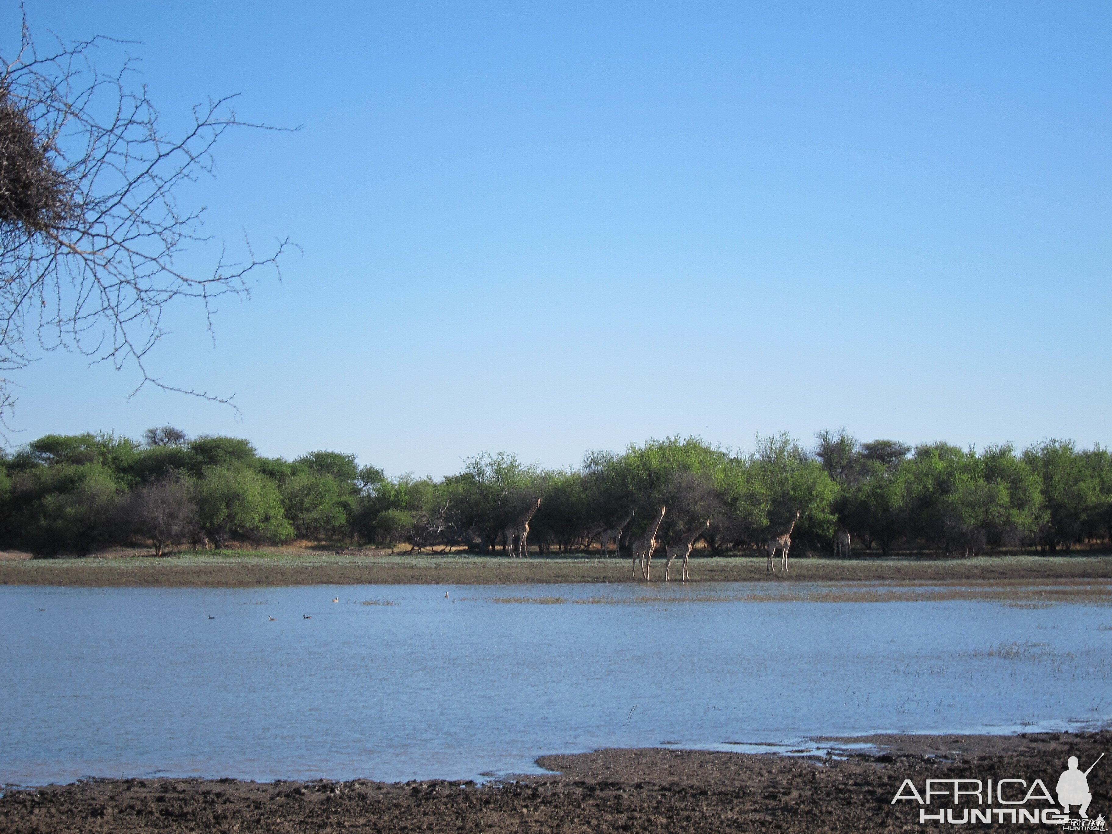 Giraffe Namibia