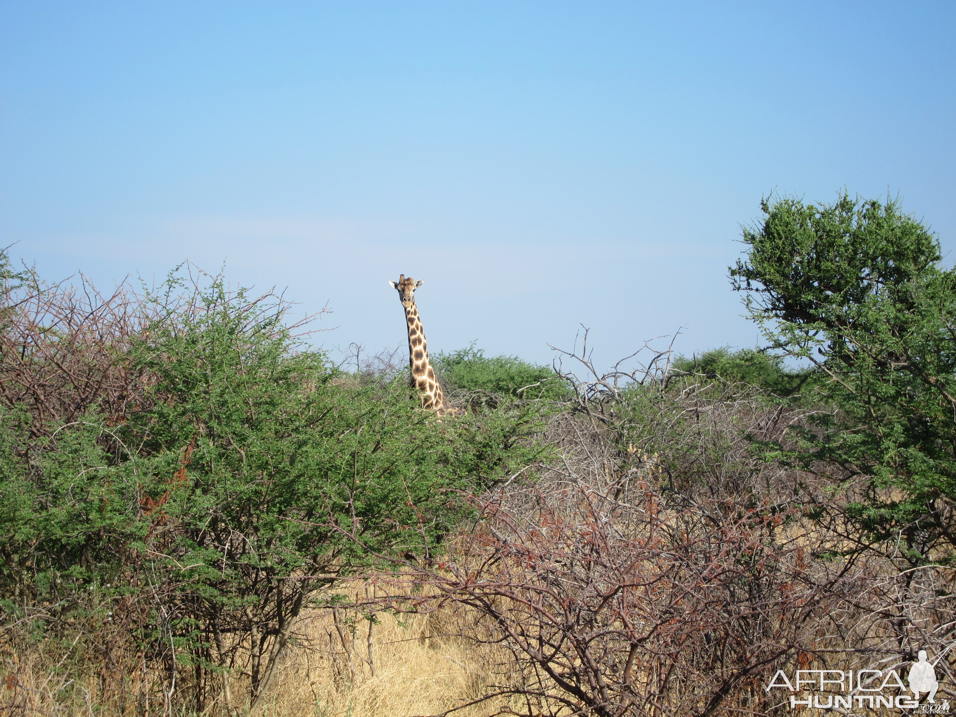 Giraffe Namibia