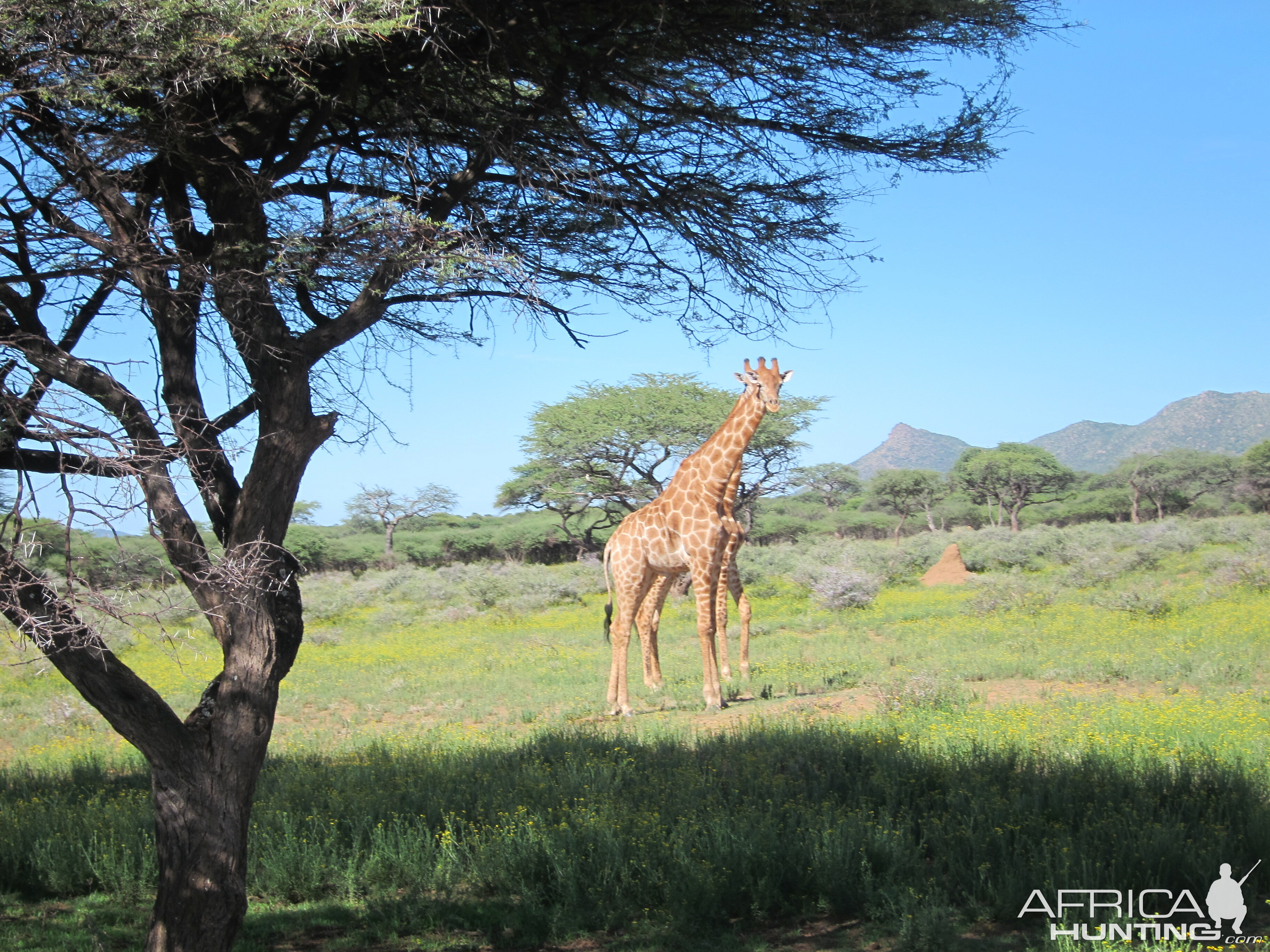 Giraffe Namibia