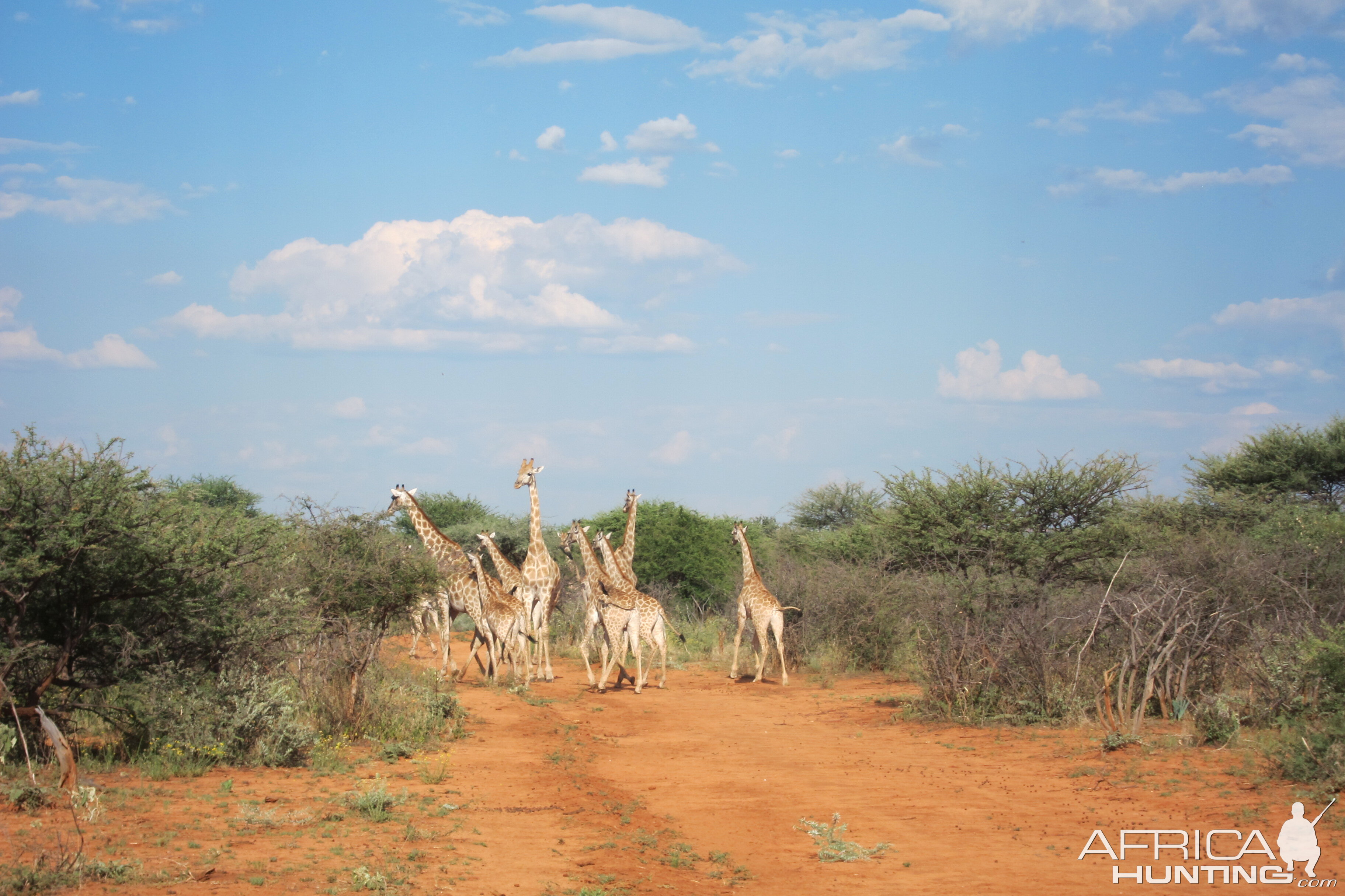 Giraffe Namibia