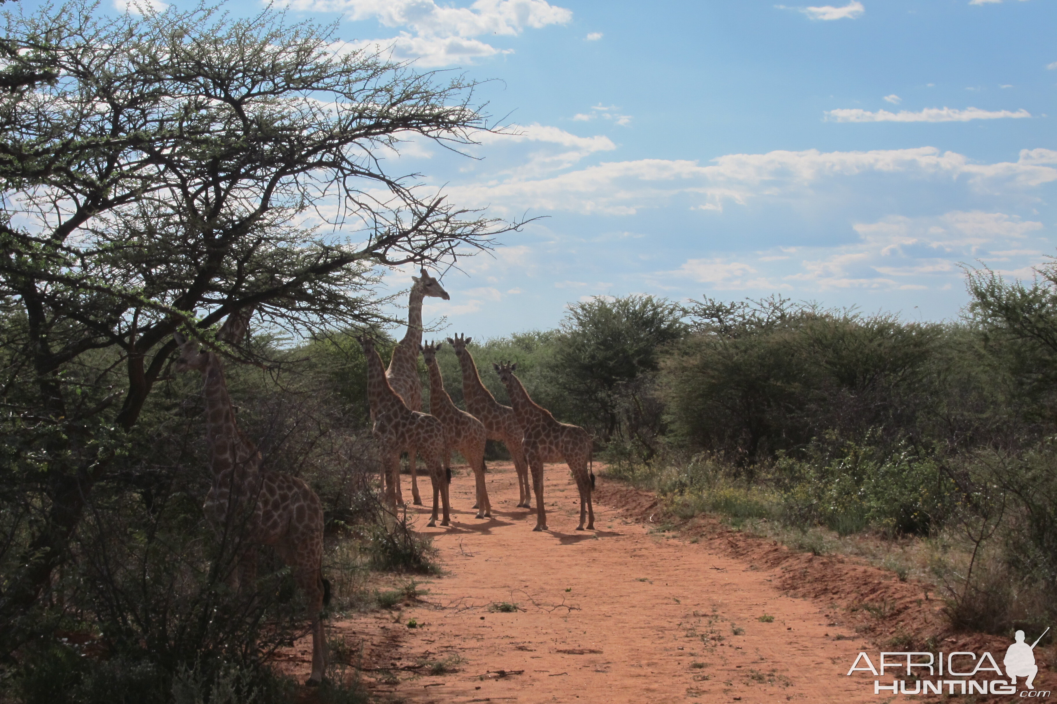 Giraffe Namibia