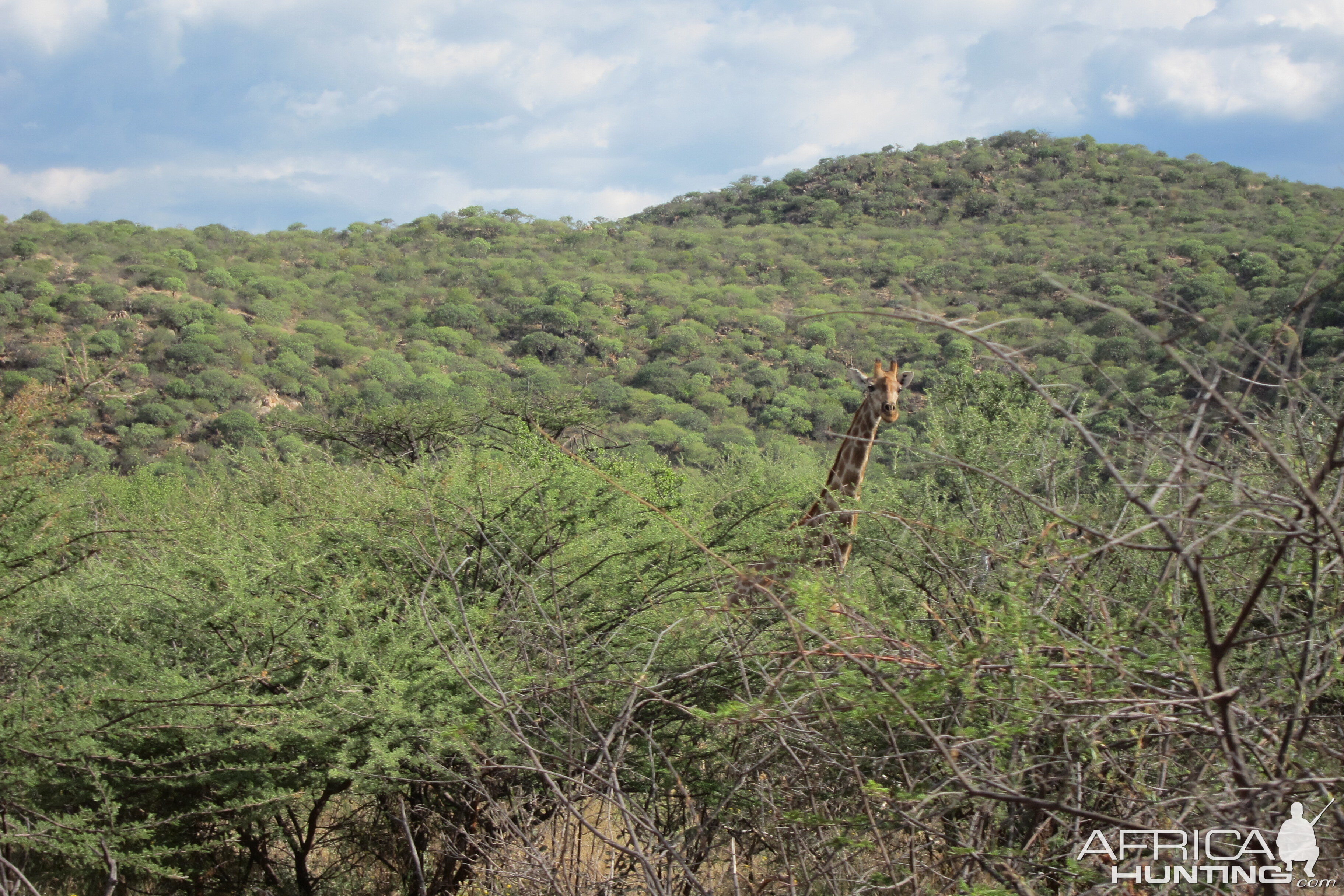 Giraffe Namibia