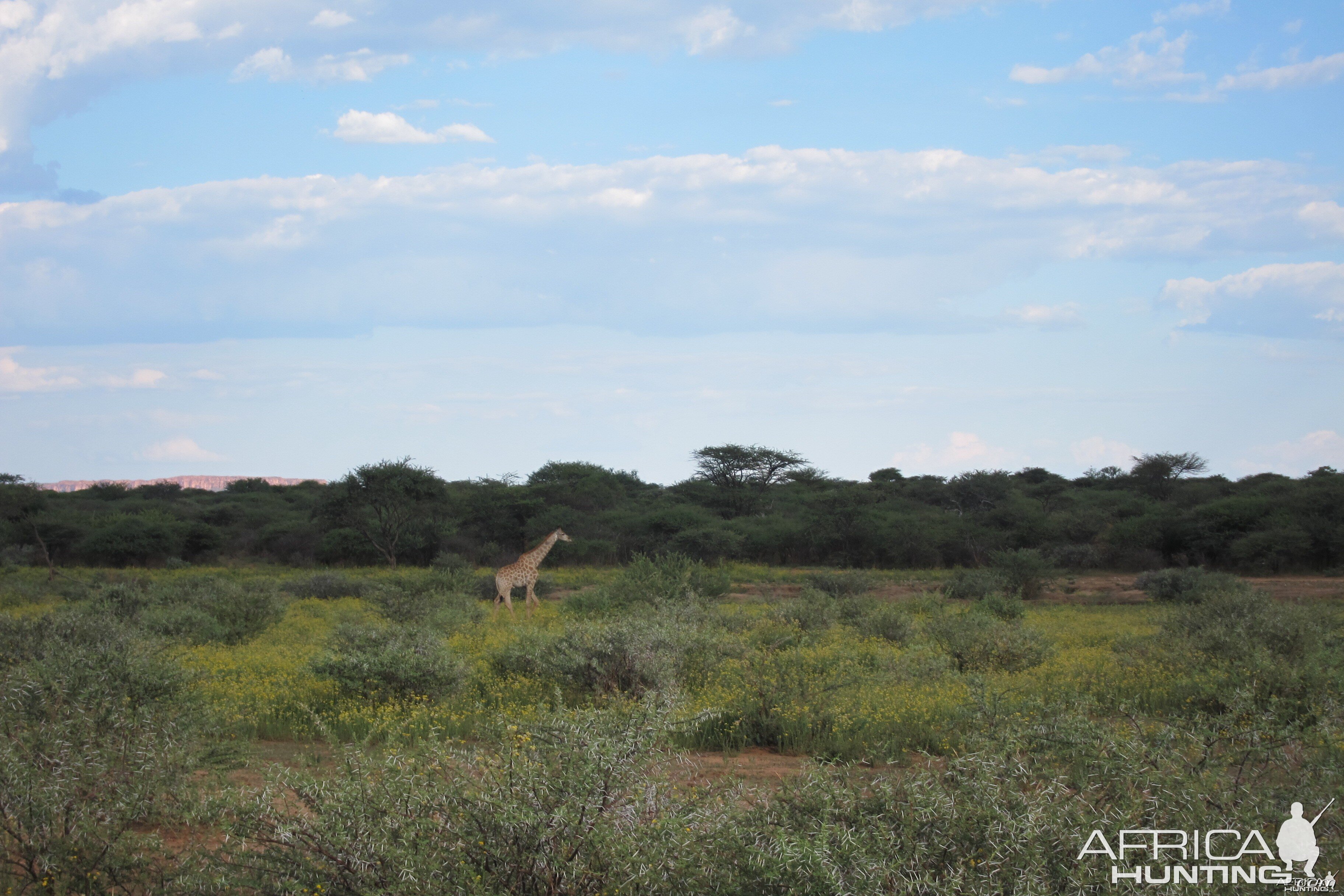 Giraffe Namibia