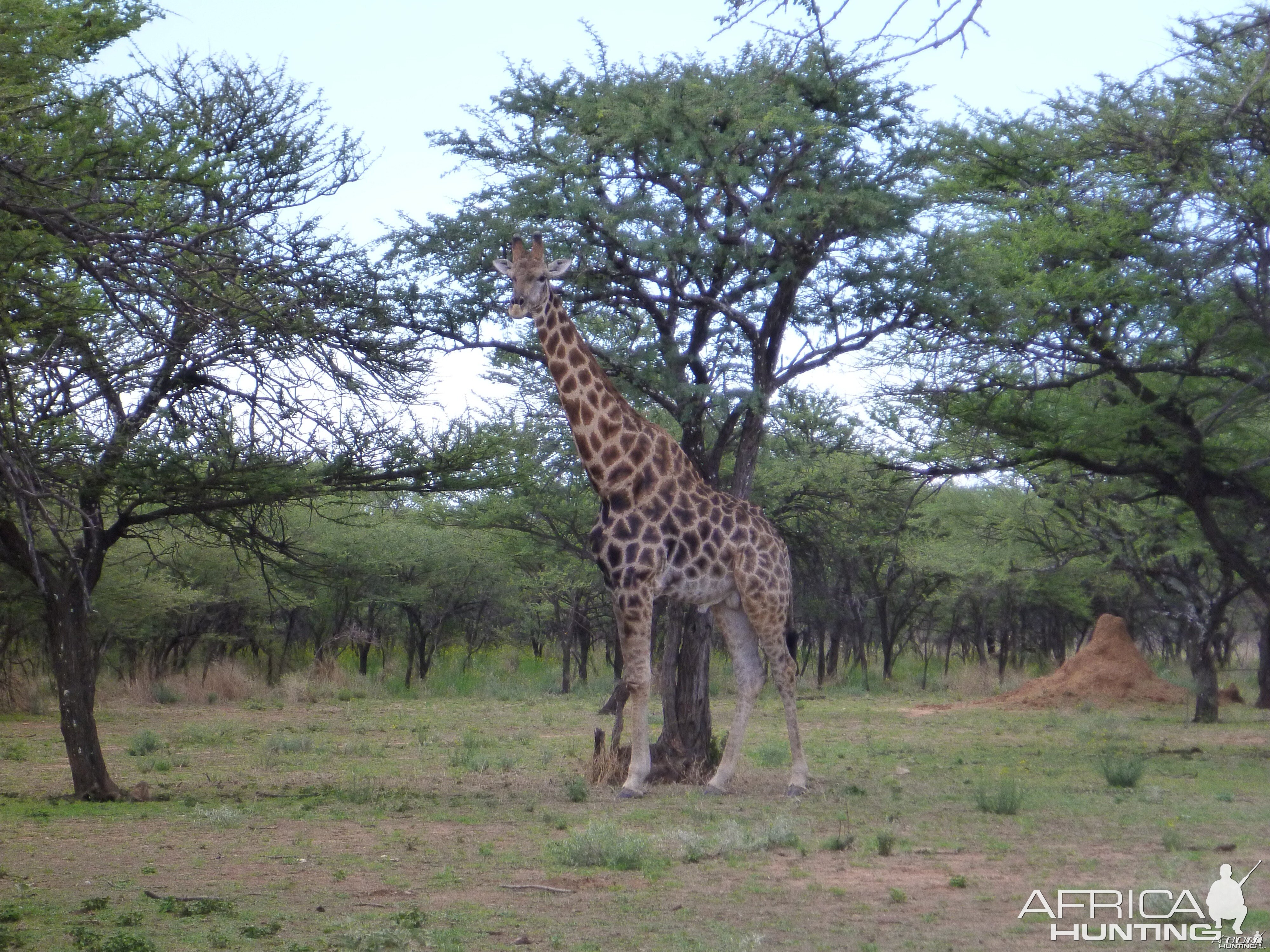 Giraffe Namibia