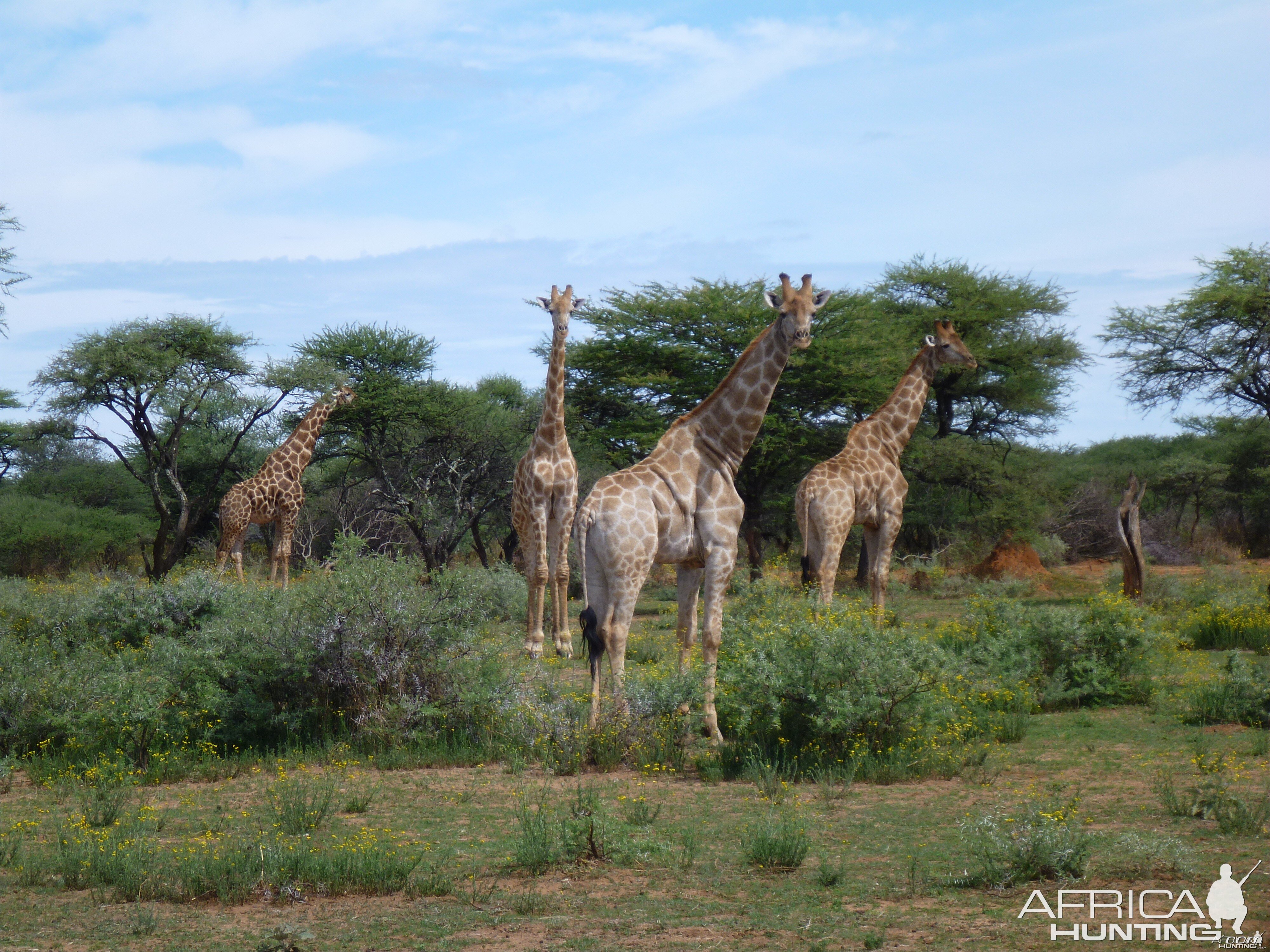 Giraffe Namibia