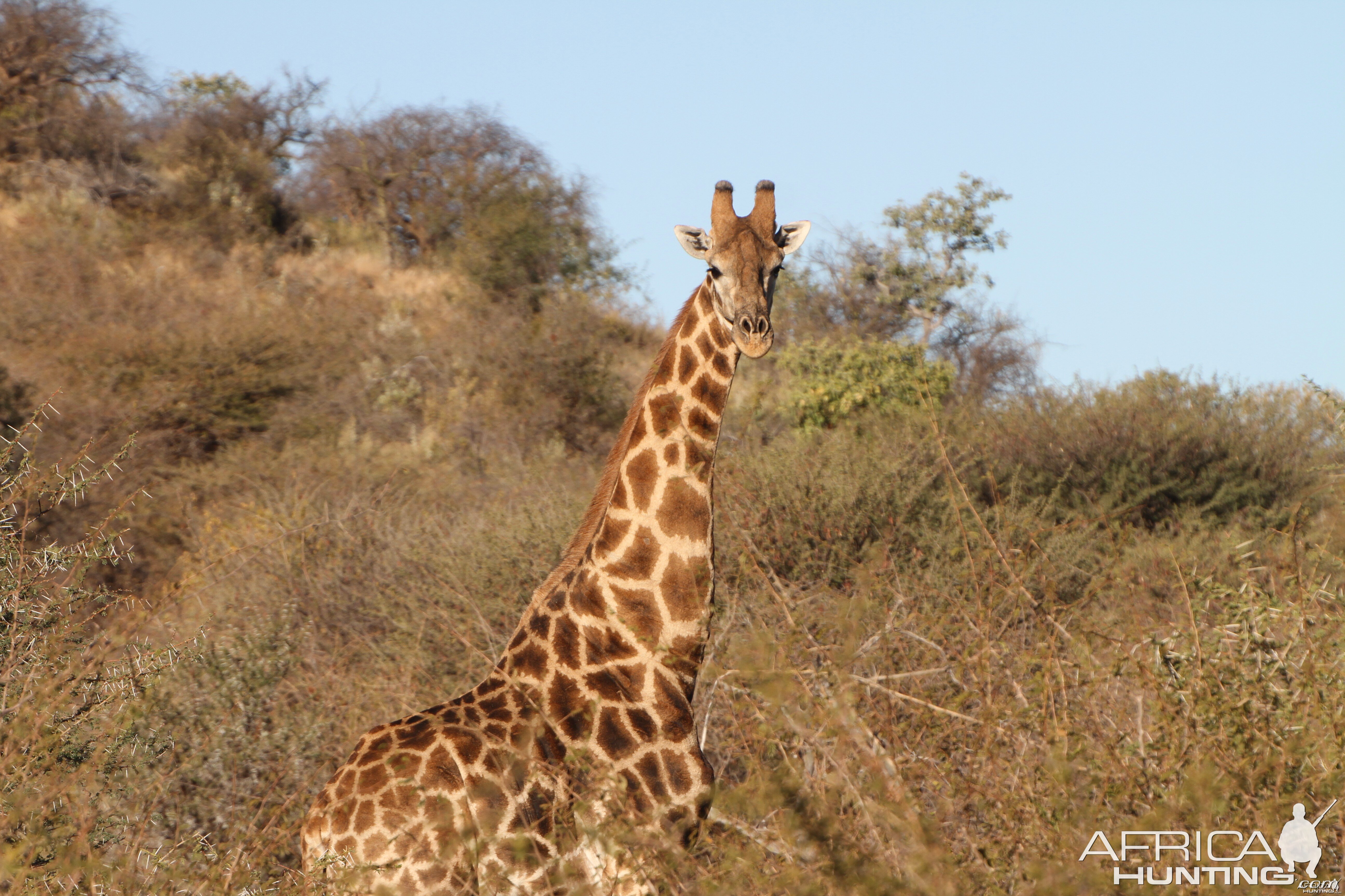 Giraffe Namibia