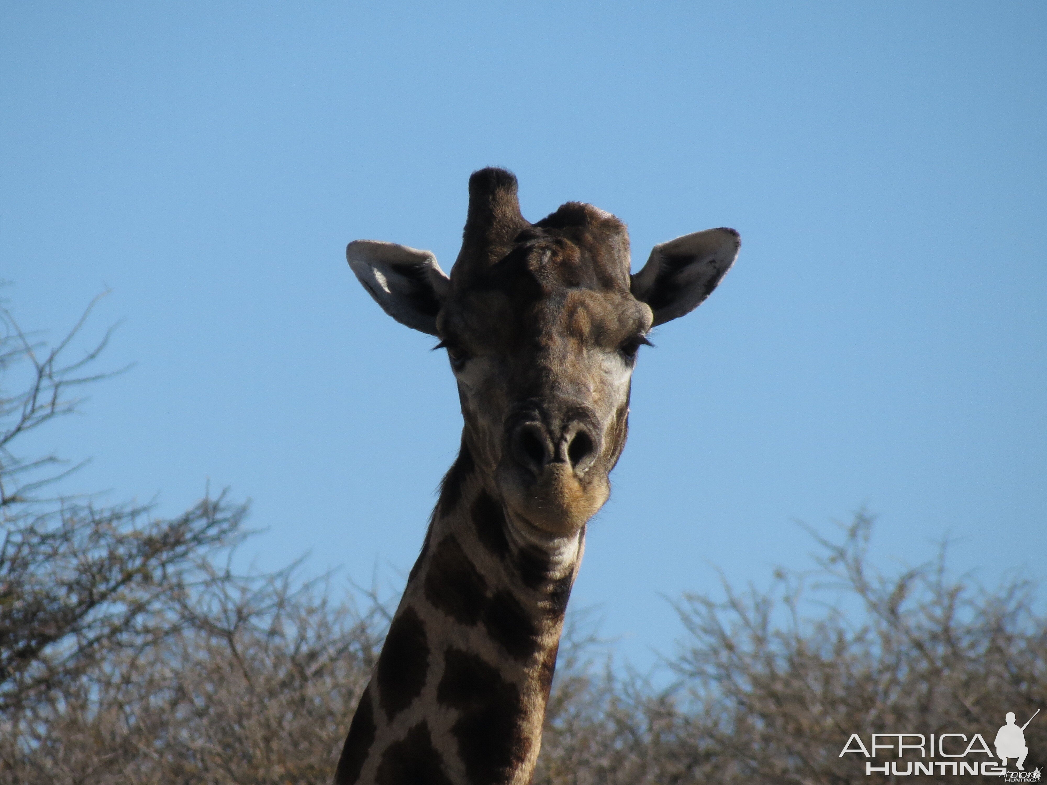 Giraffe Namibia