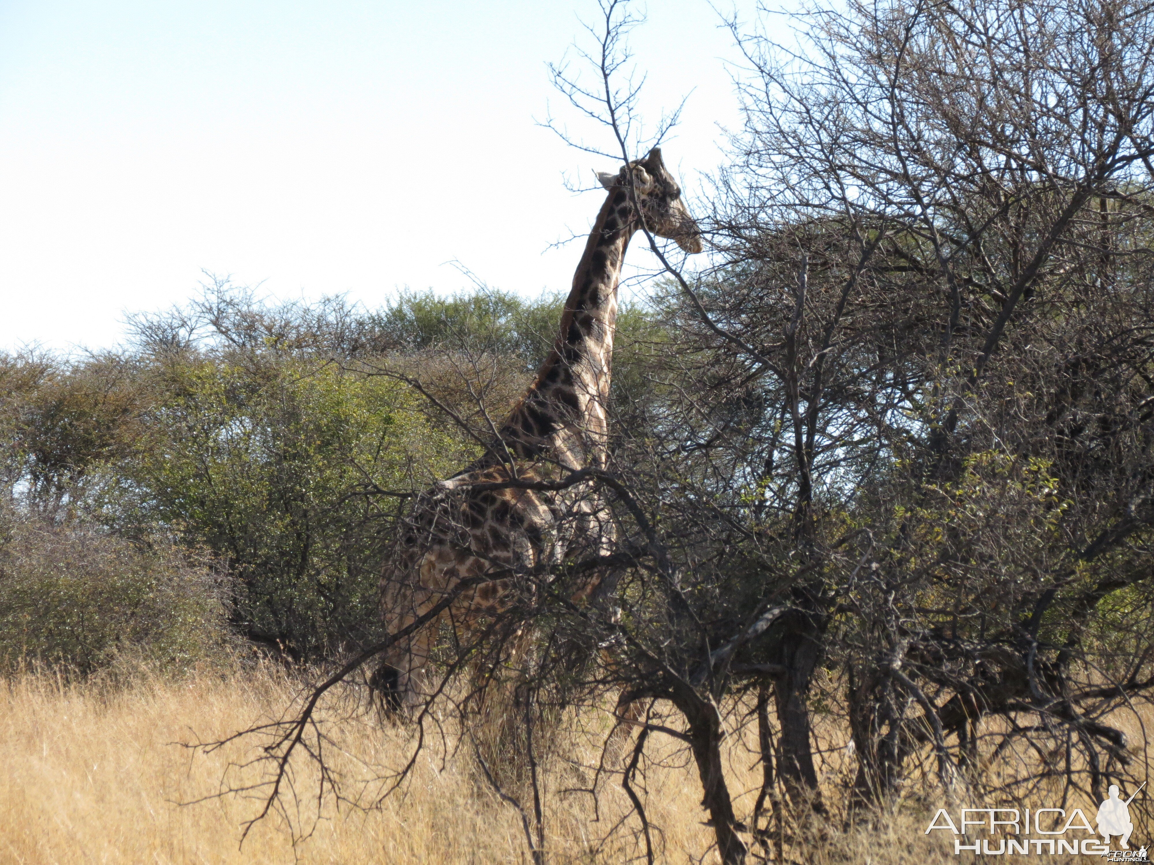 Giraffe Namibia