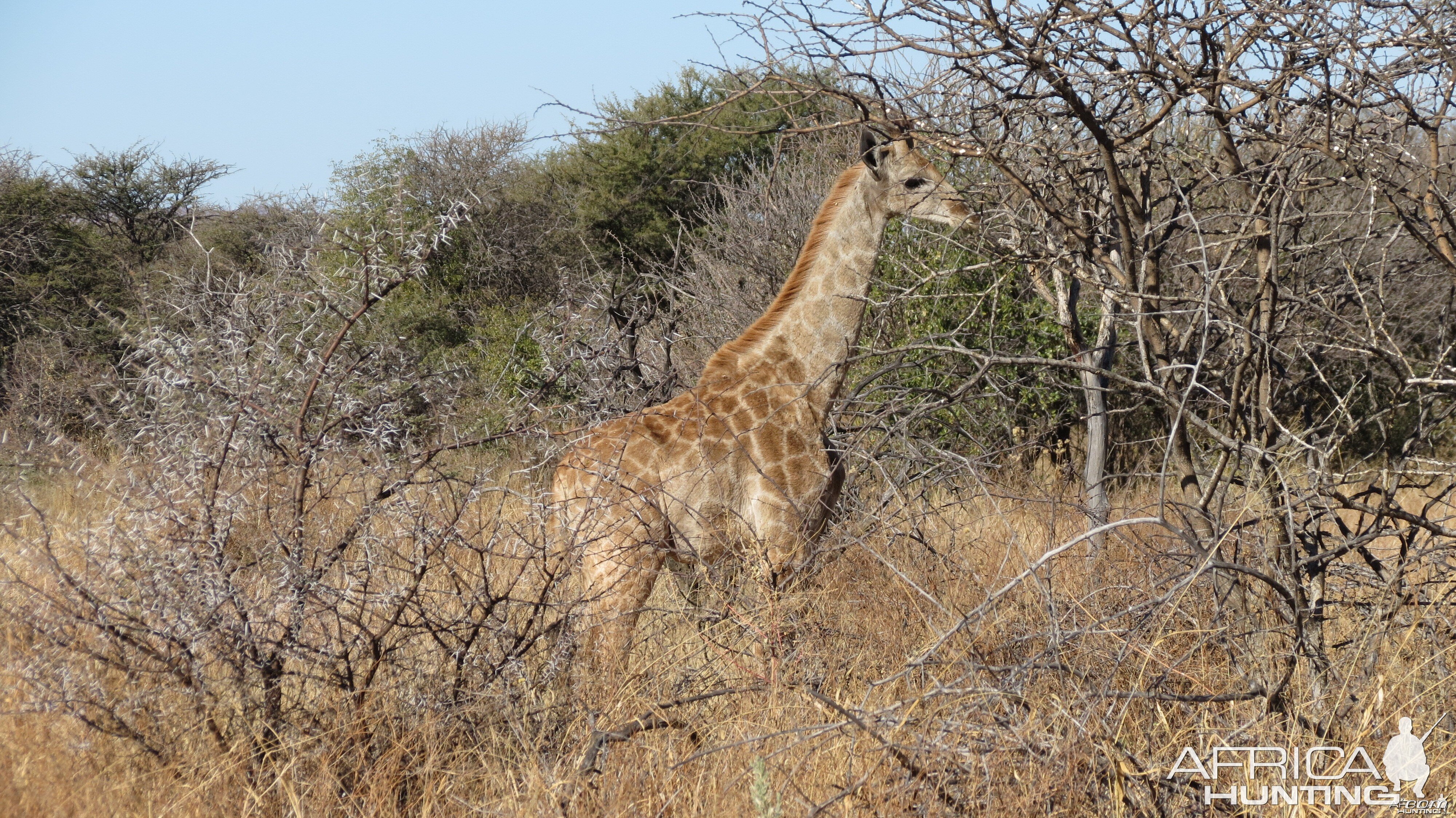 Giraffe Namibia