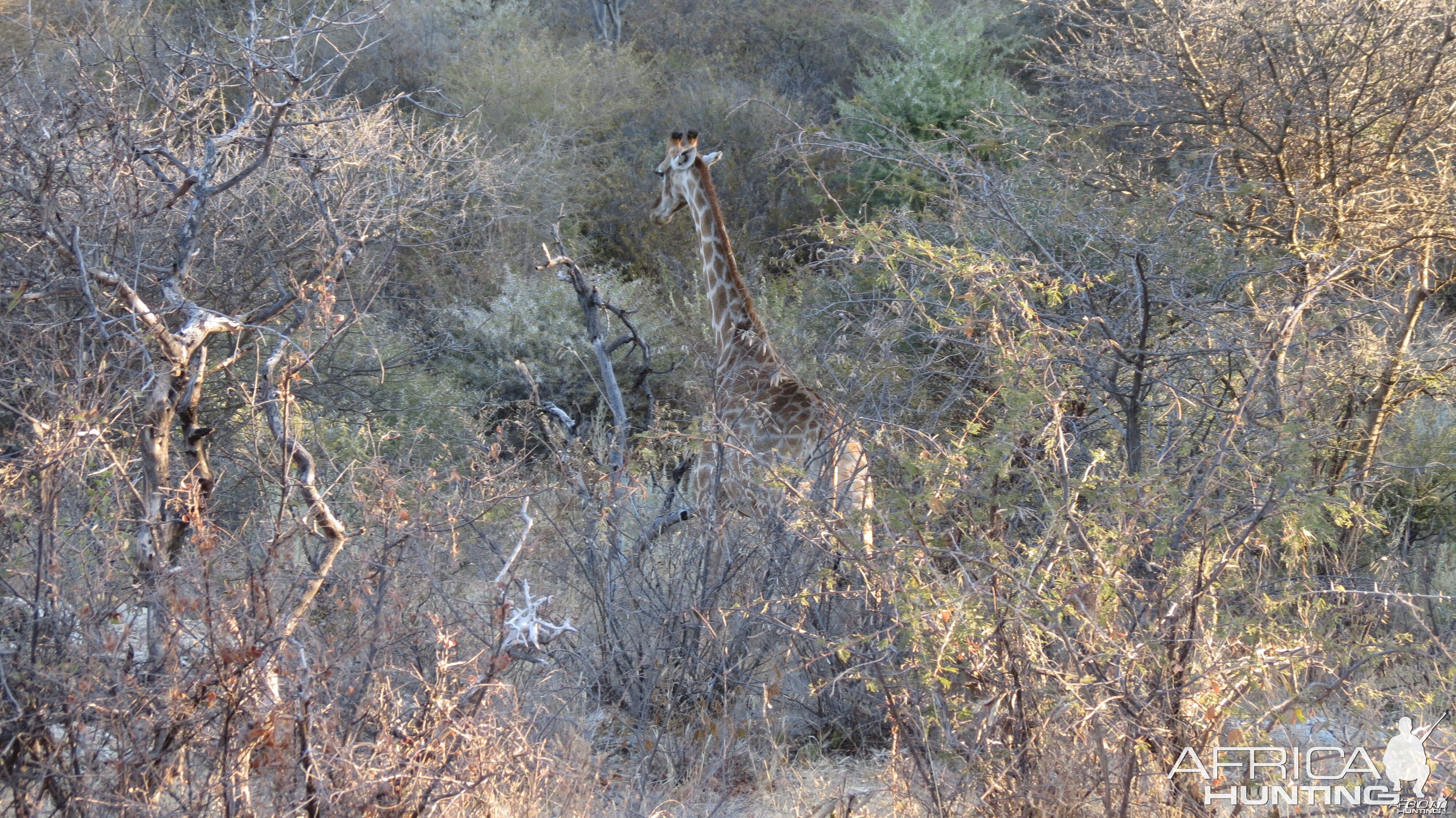 Giraffe Namibia