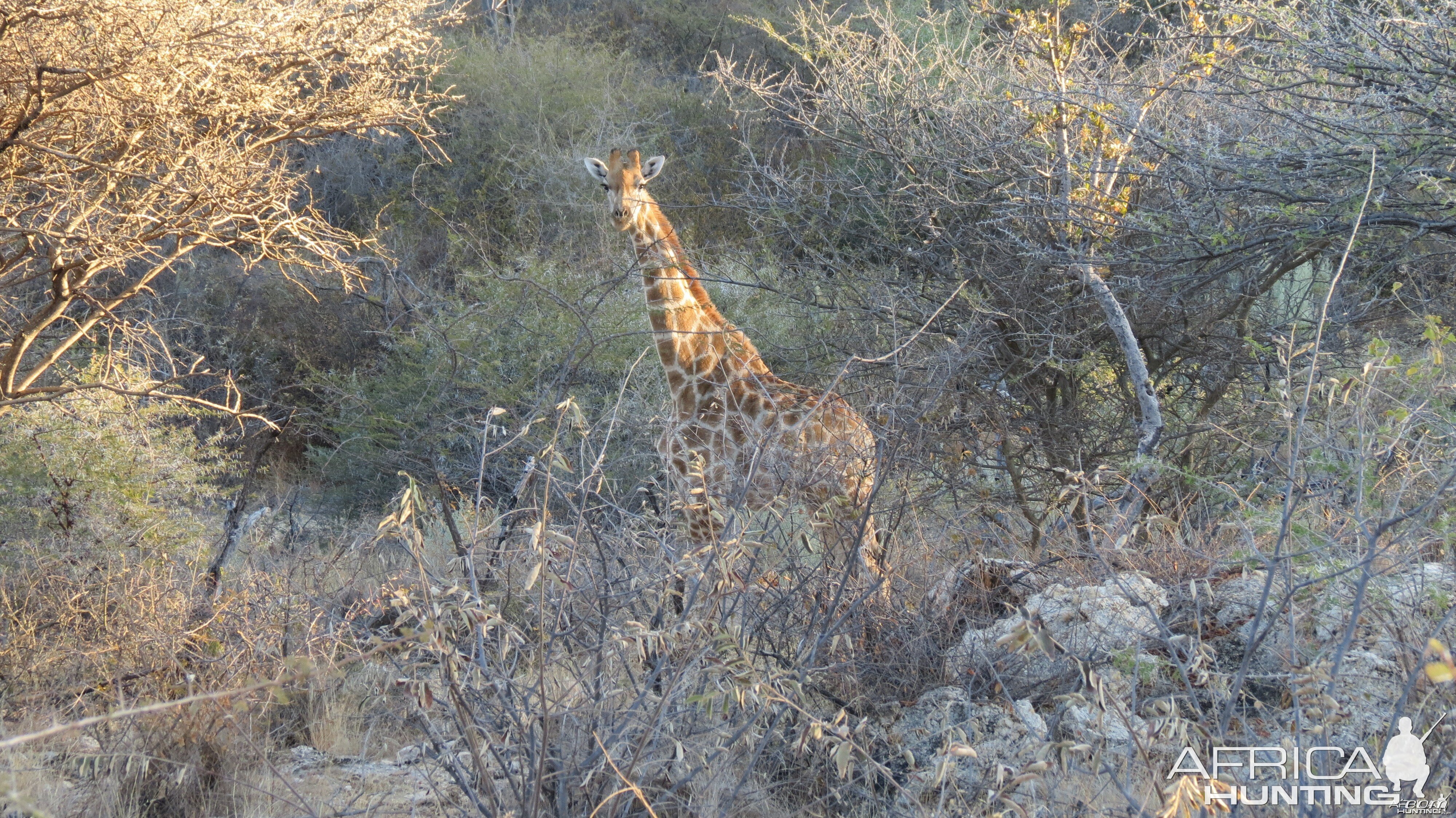 Giraffe Namibia