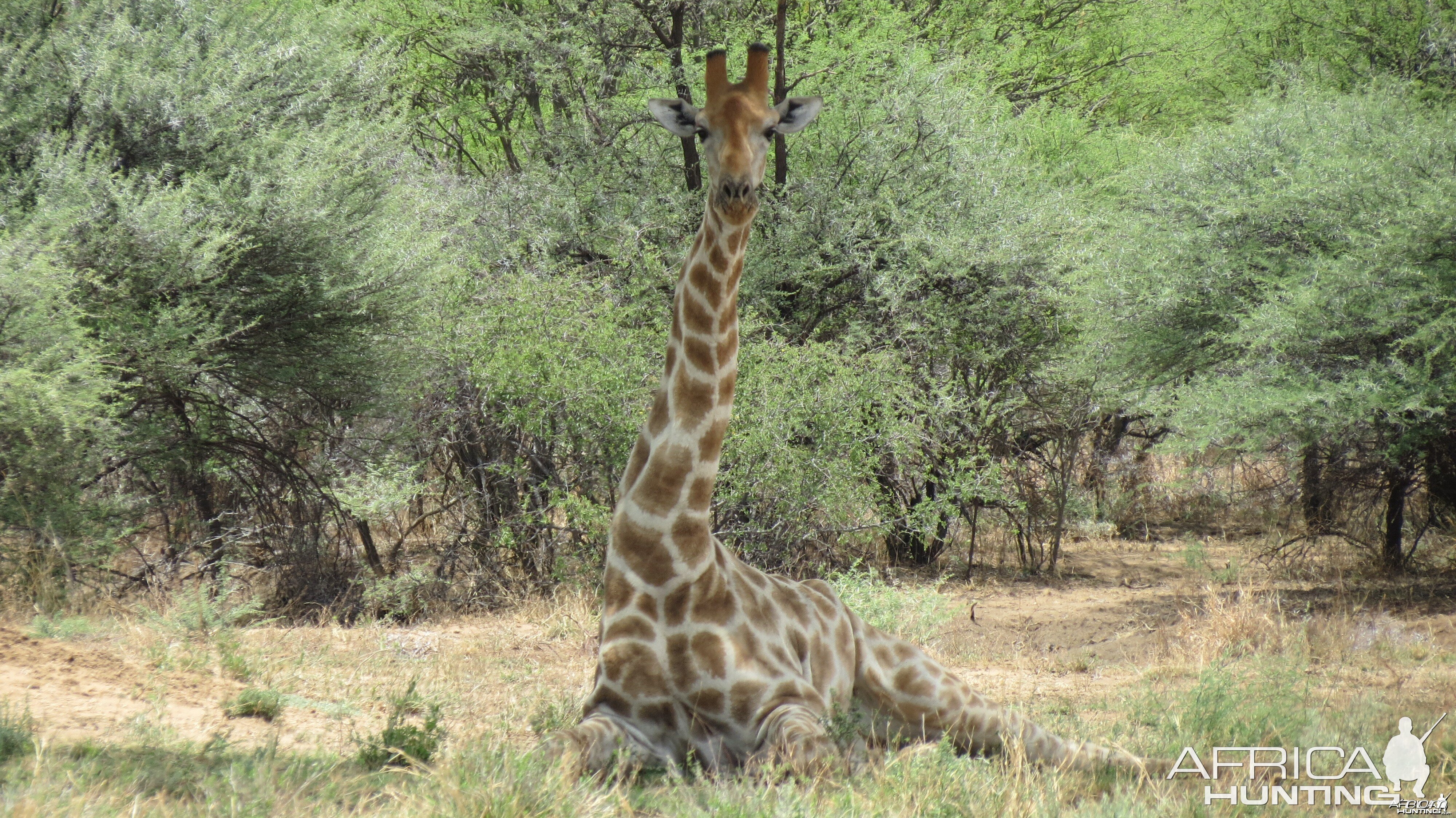 Giraffe Namibia