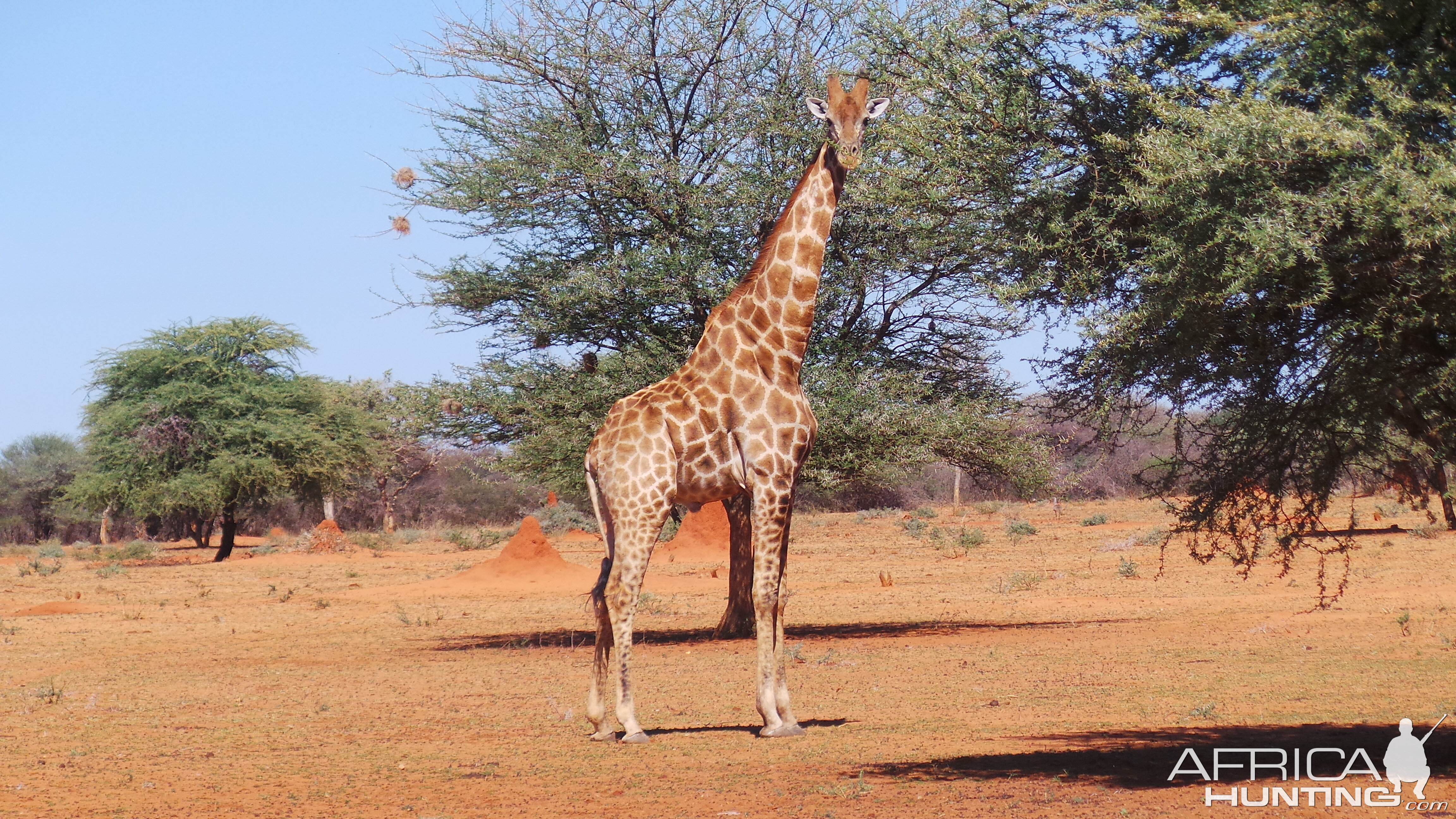 Giraffe Namibia