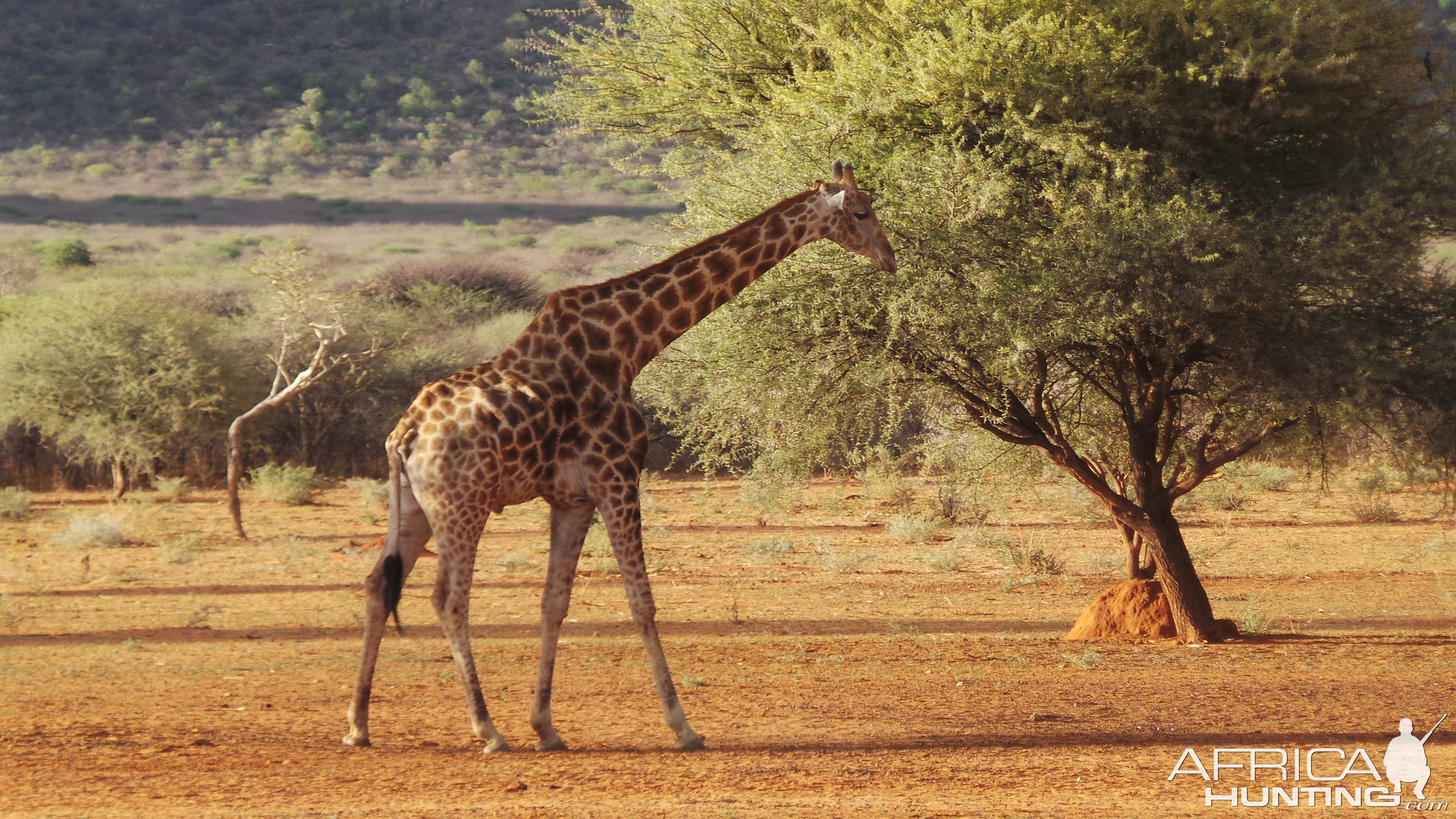 Giraffe Namibia