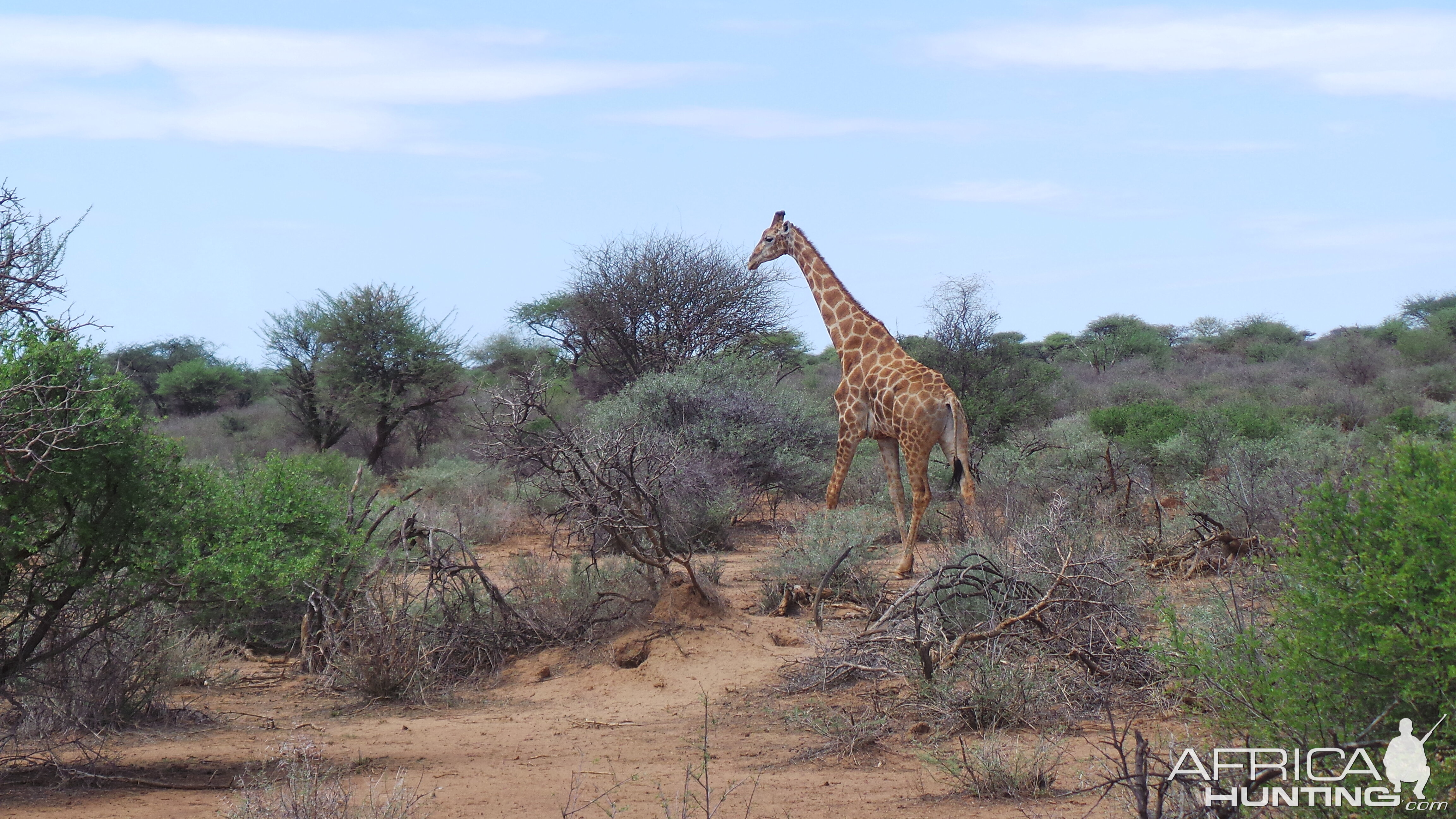 Giraffe Namibia