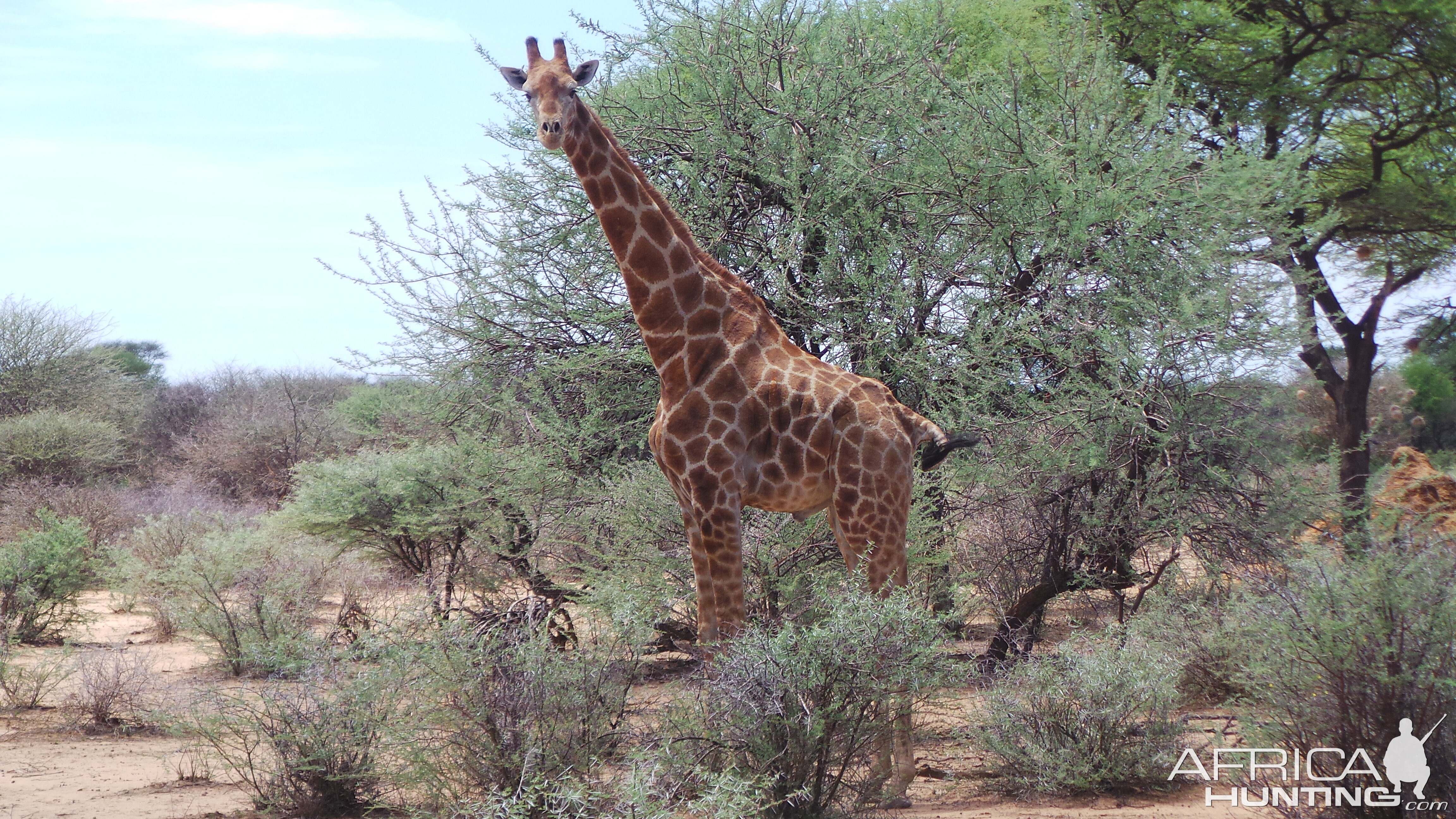 Giraffe Namibia