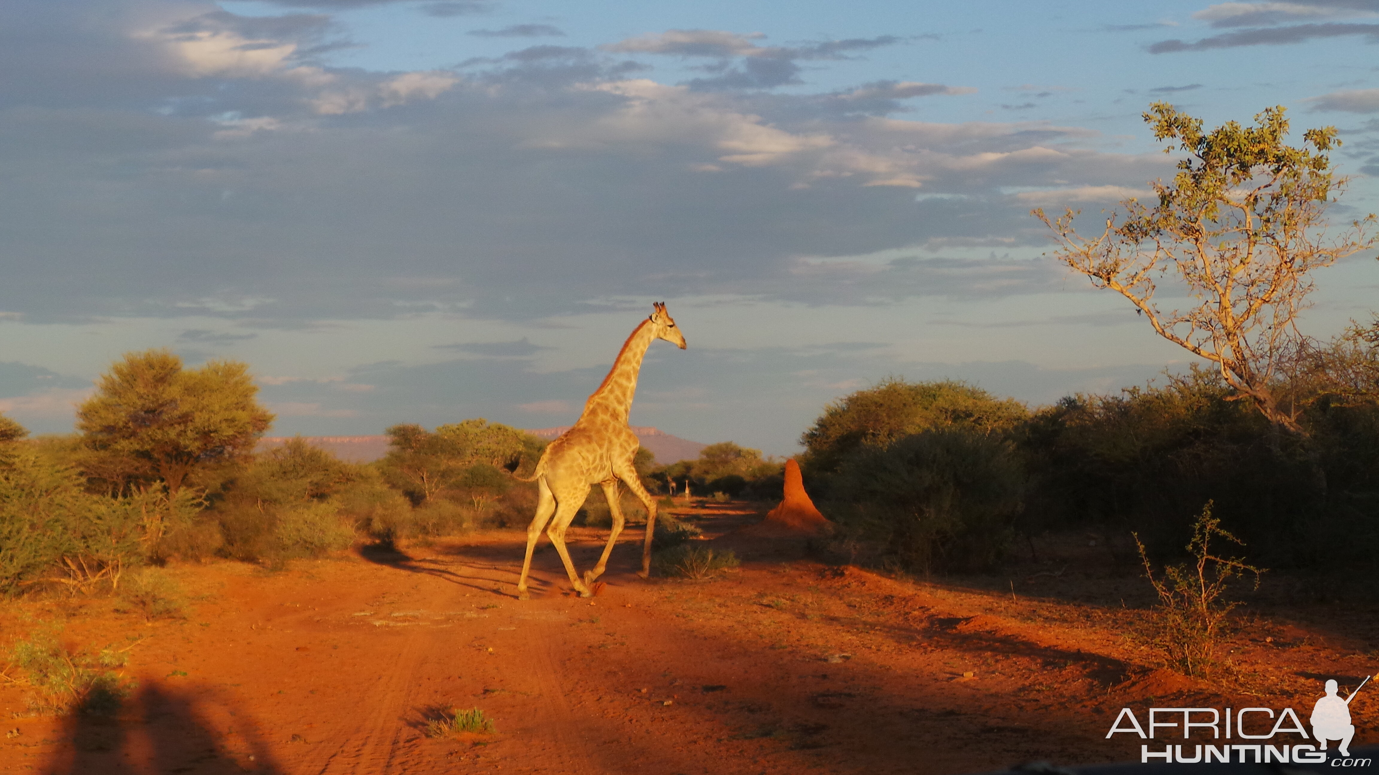 Giraffe Namibia