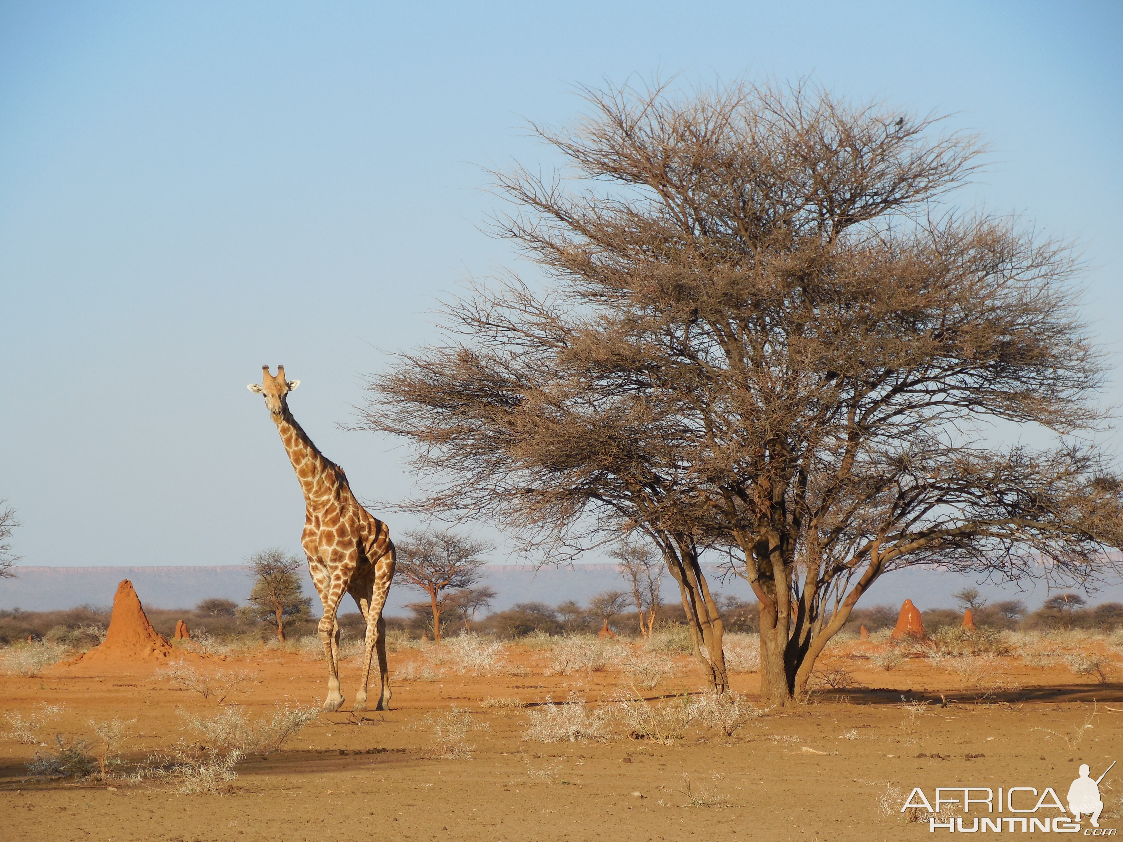 Giraffe Namibia