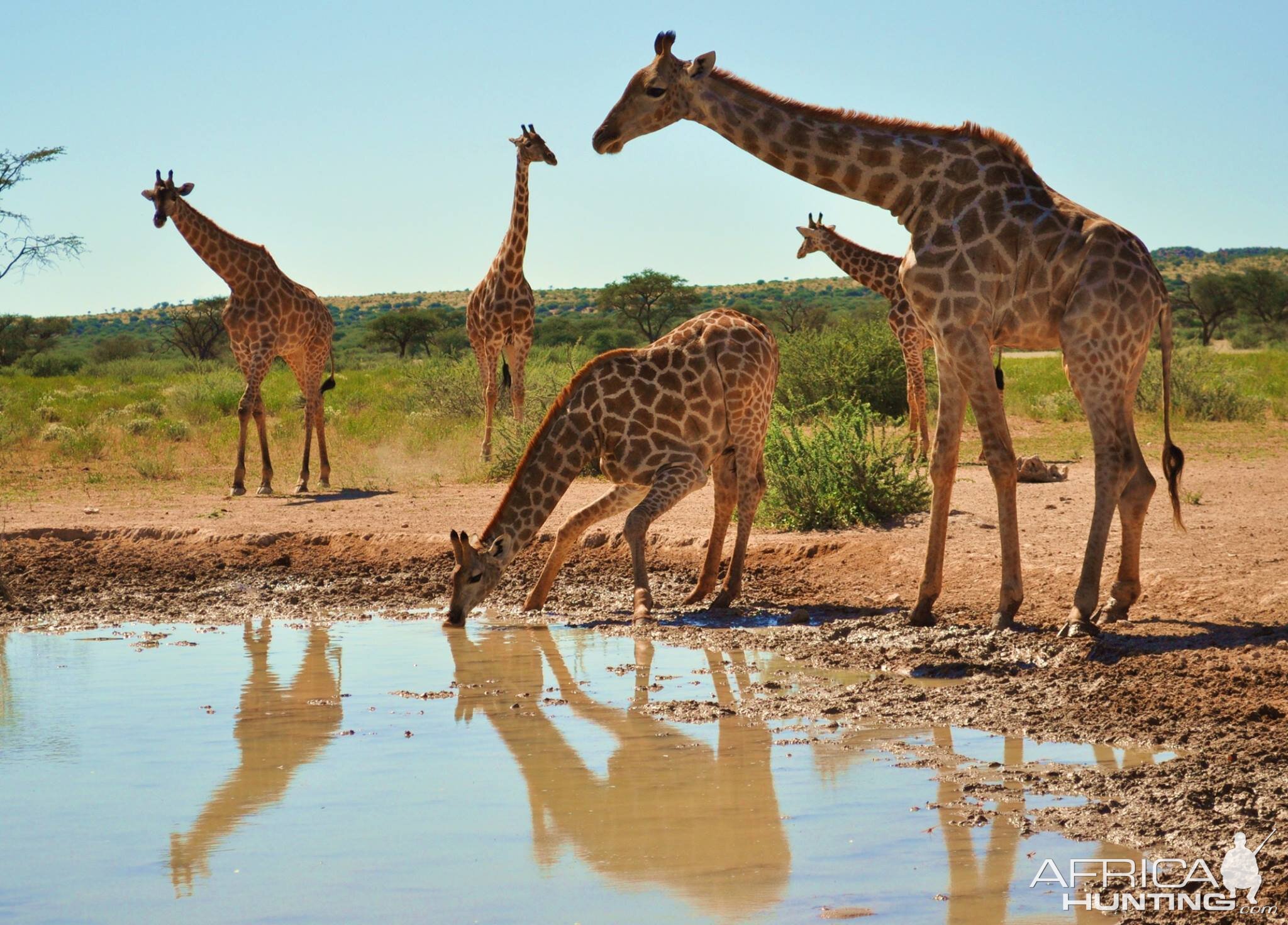 Giraffe Namibia