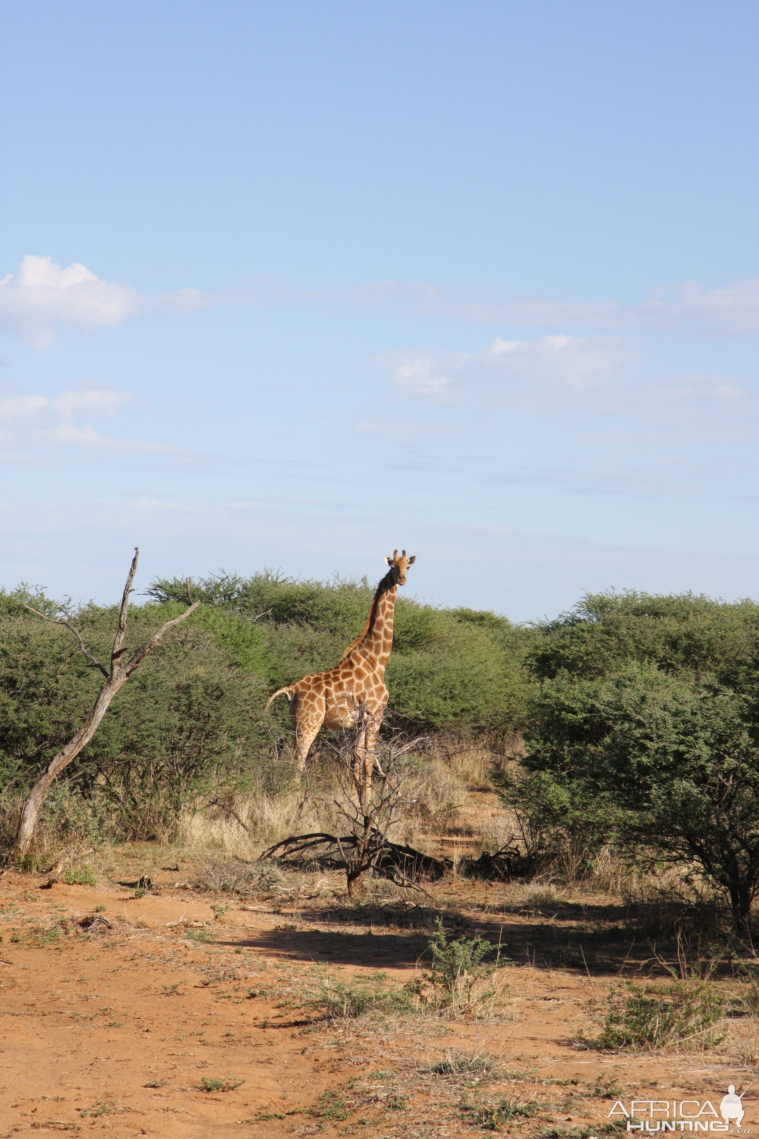 Giraffe Namibia