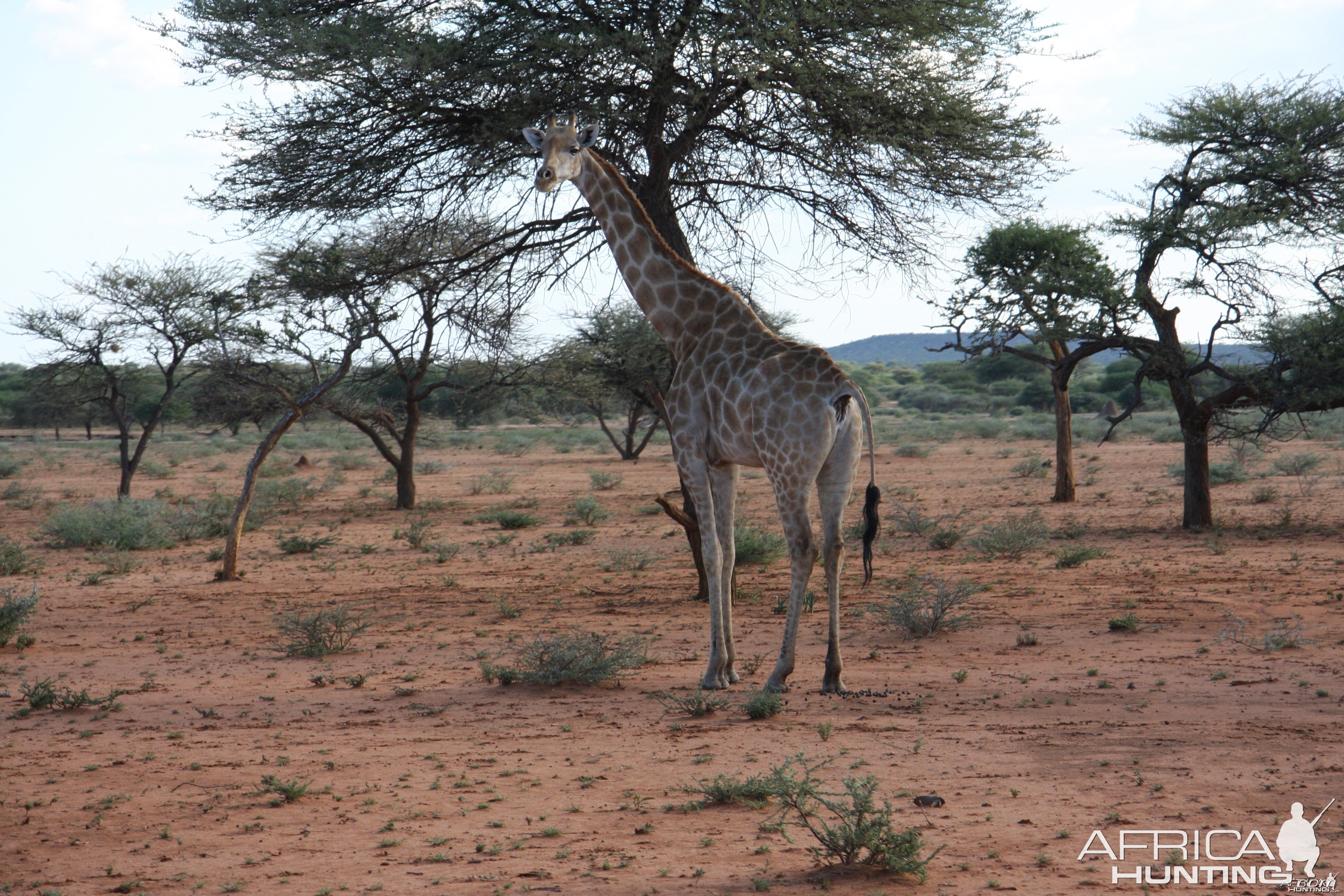 Giraffe Namibia