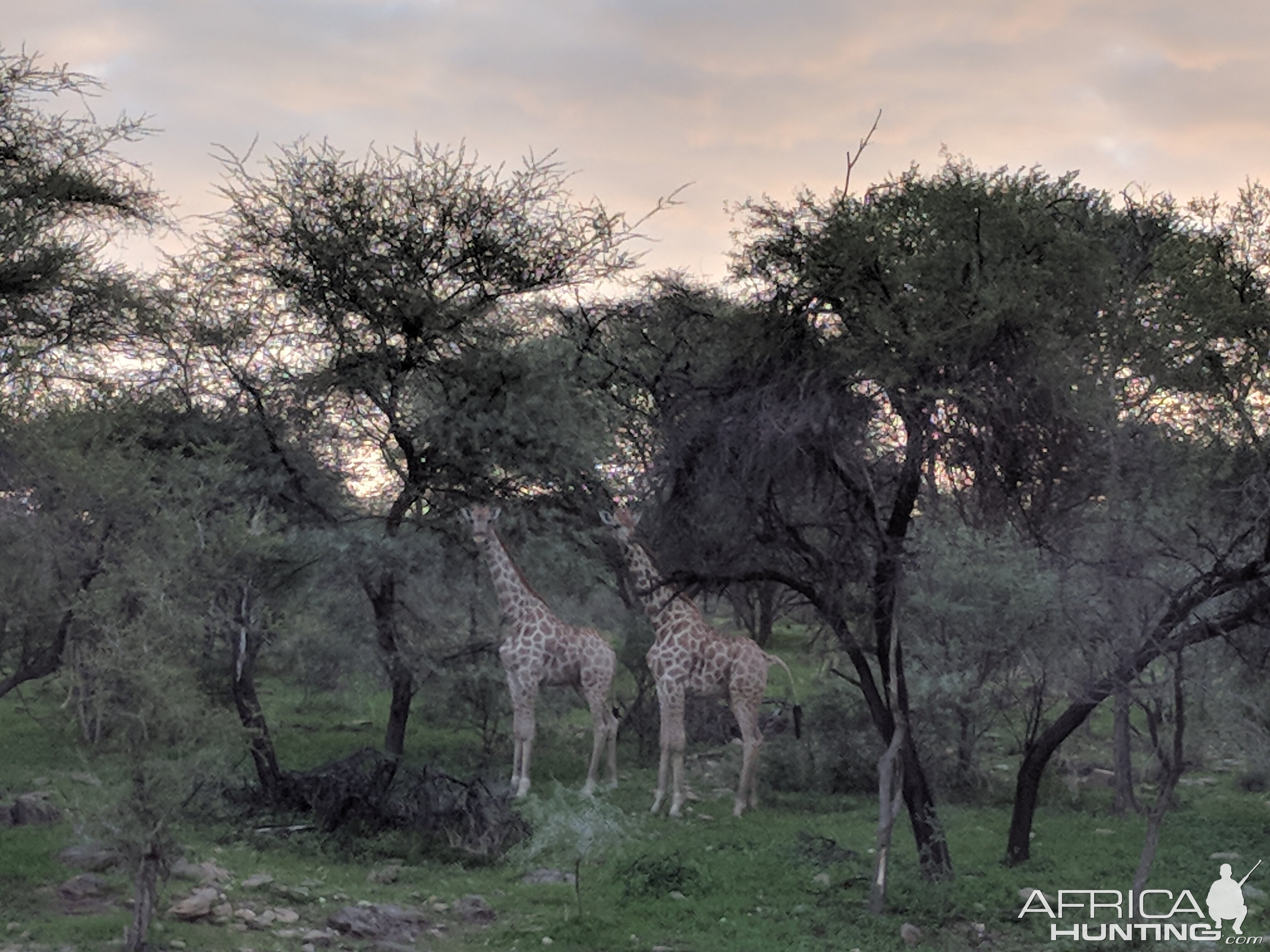 Giraffe Namibia