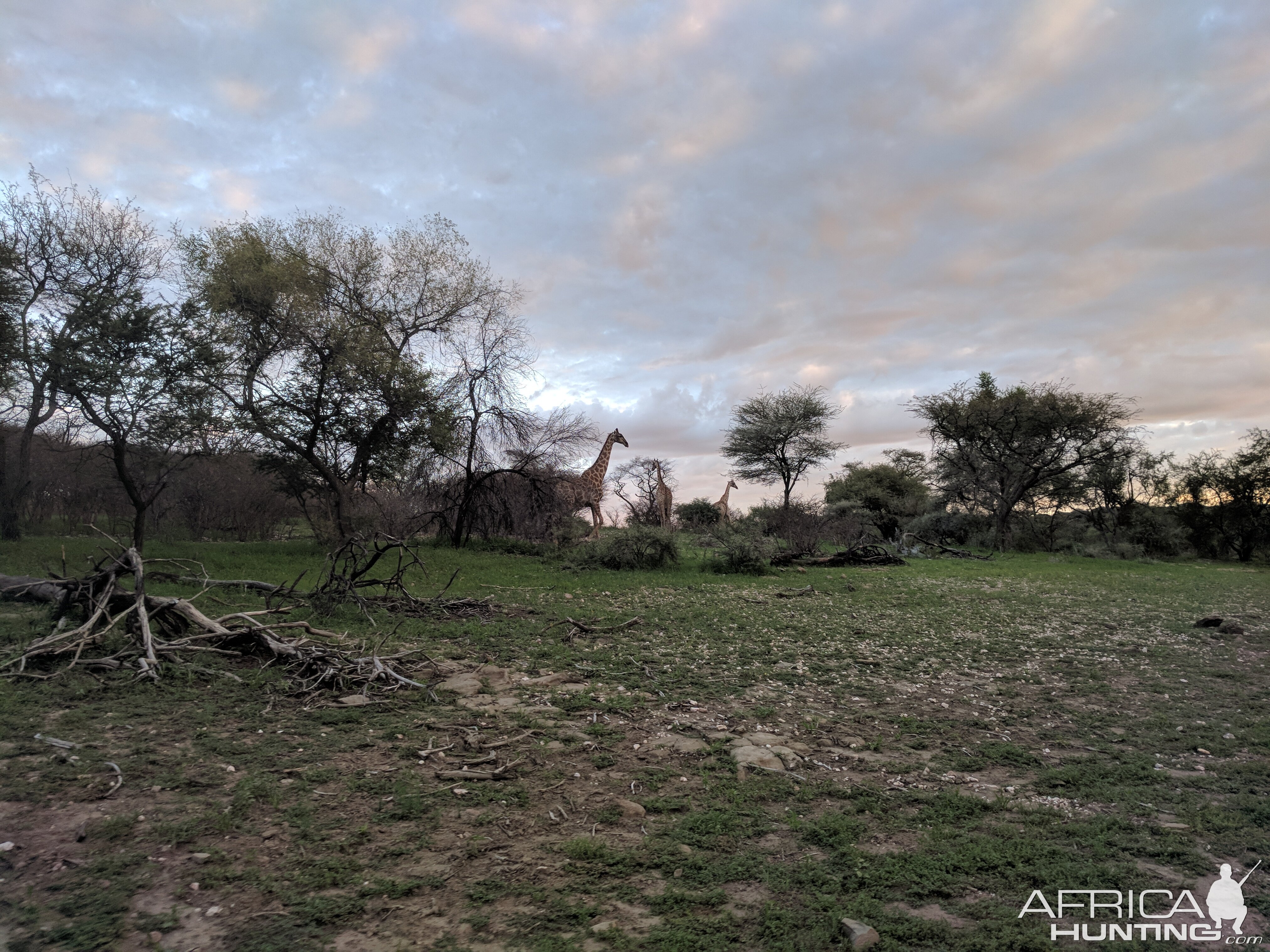 Giraffe Namibia