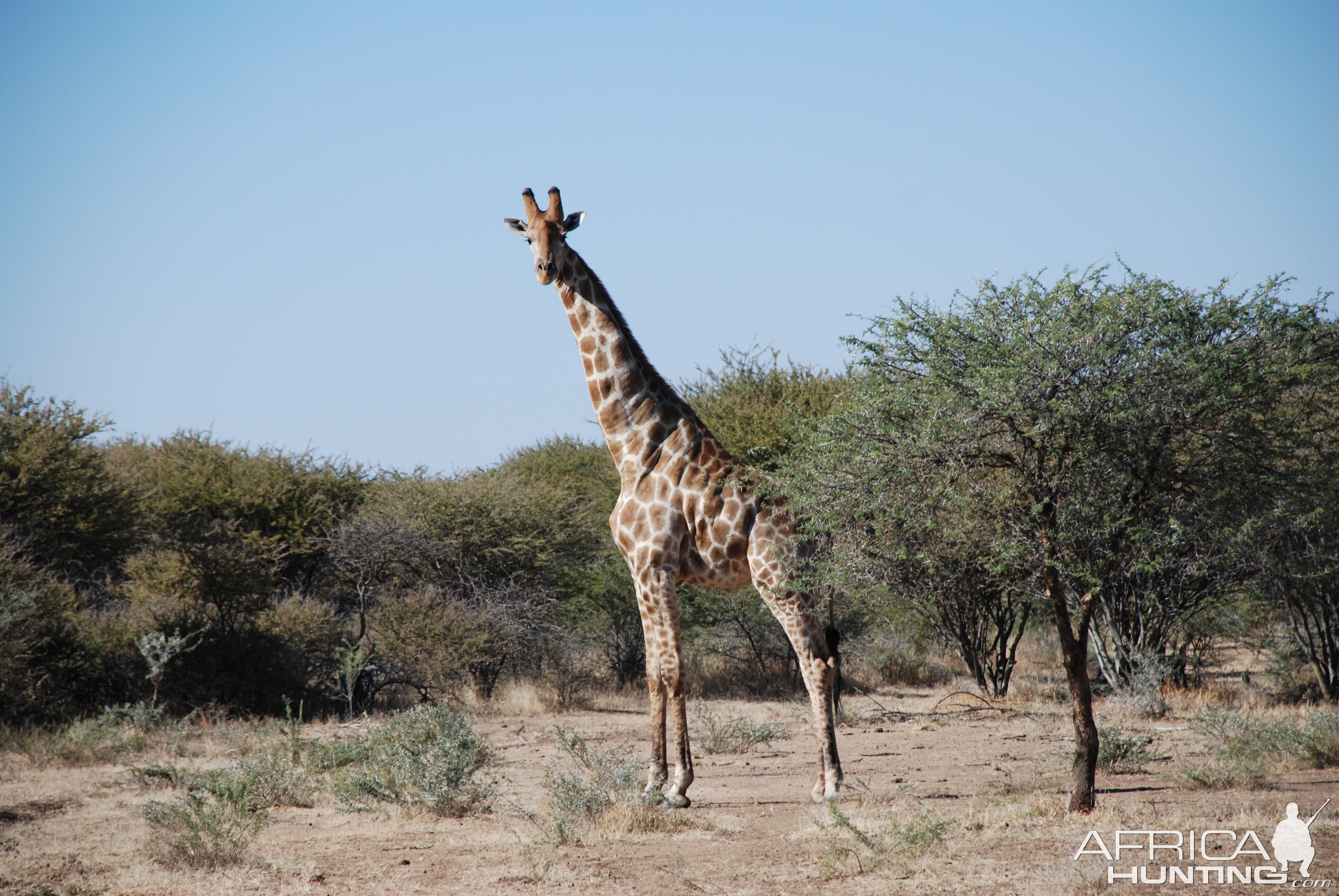 Giraffe Namibia