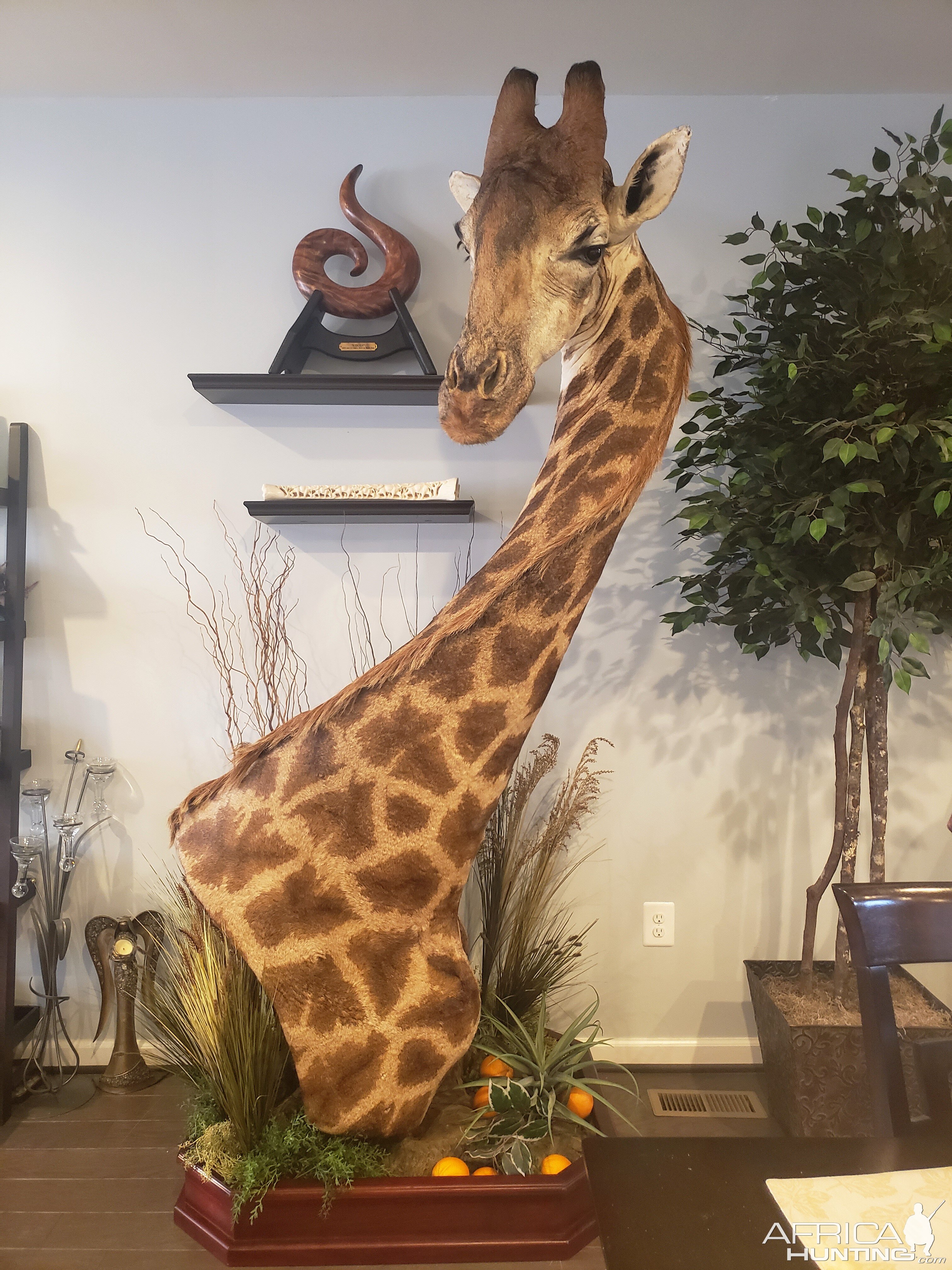 Giraffe Pedestal Mount Taxidermy After