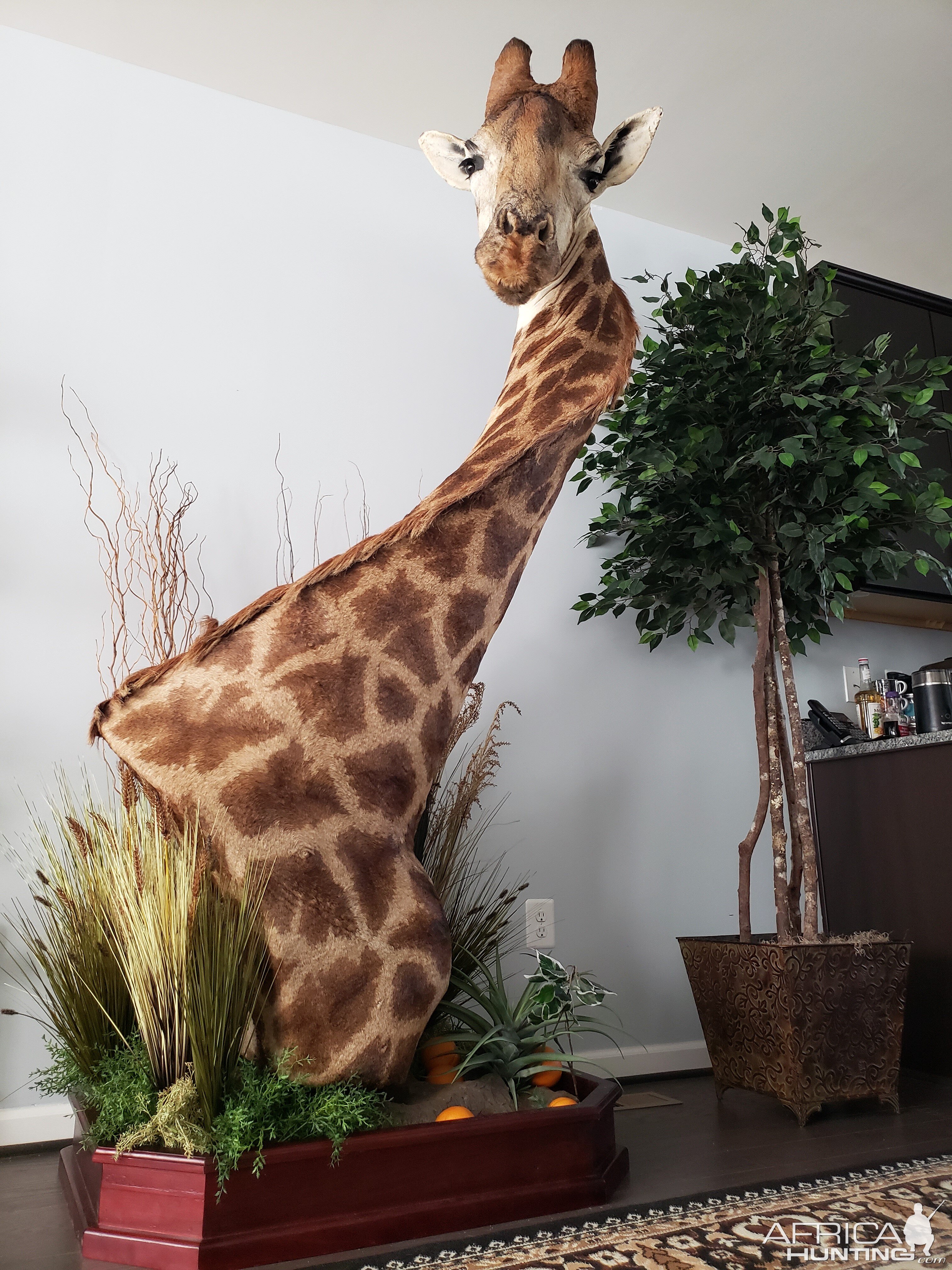 Giraffe Pedestal Mount Taxidermy After