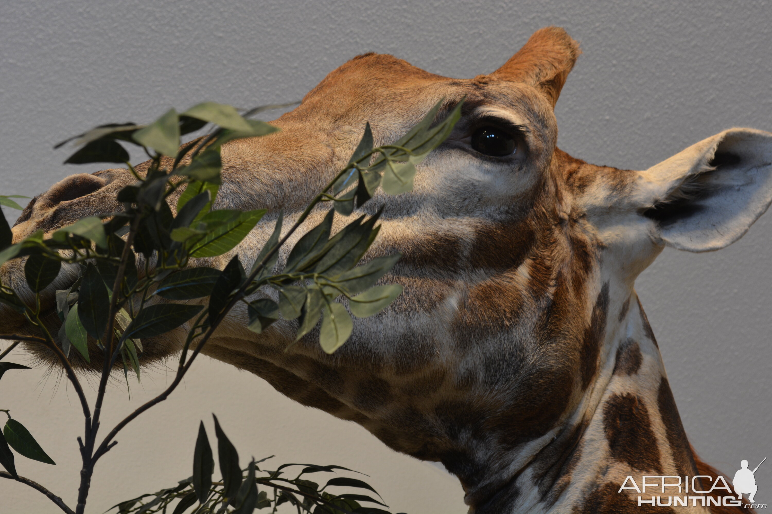 Giraffe Pedestal Mount Taxidermy Up Close