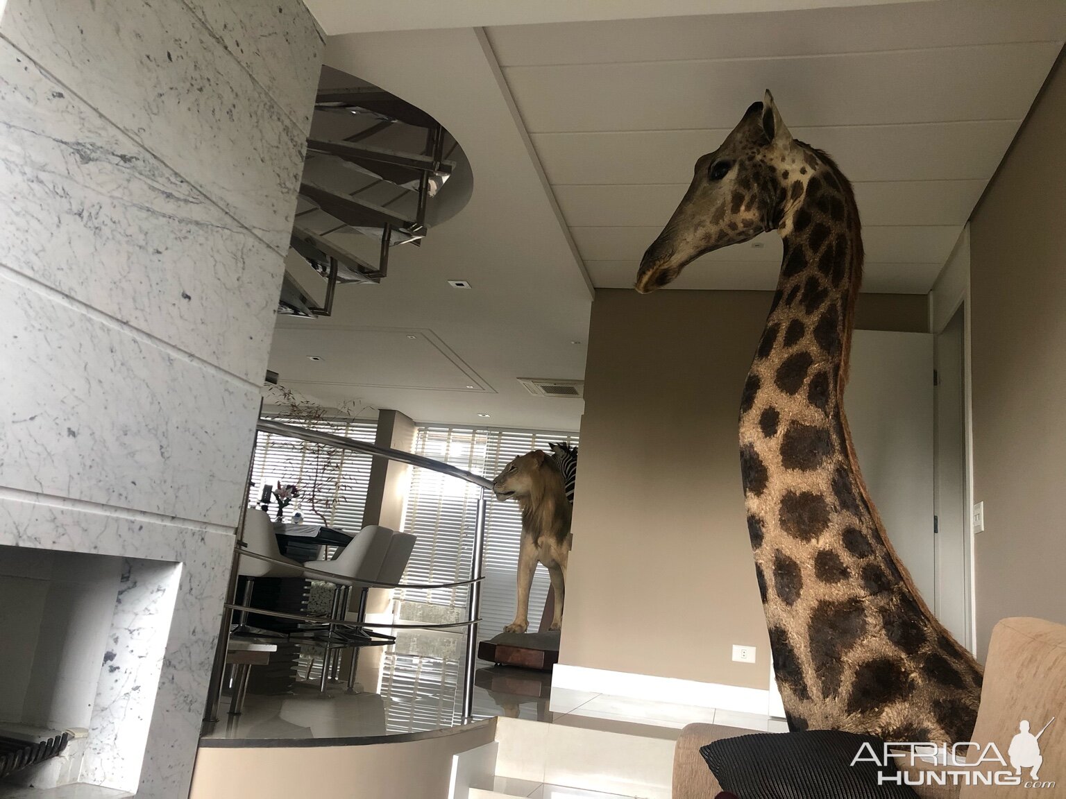 Giraffe Pedestal Mount Taxidermy