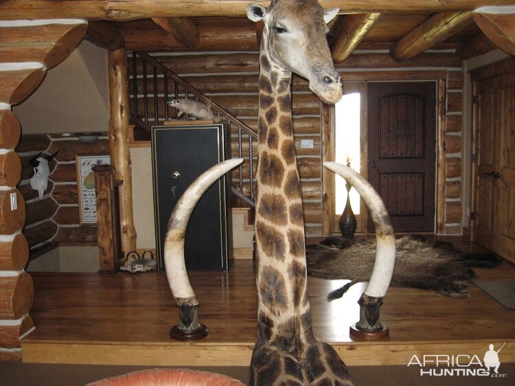 Giraffe Pedestal Mount Taxidermy