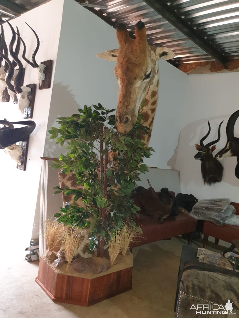 Giraffe Pedestal Mount Taxidermy
