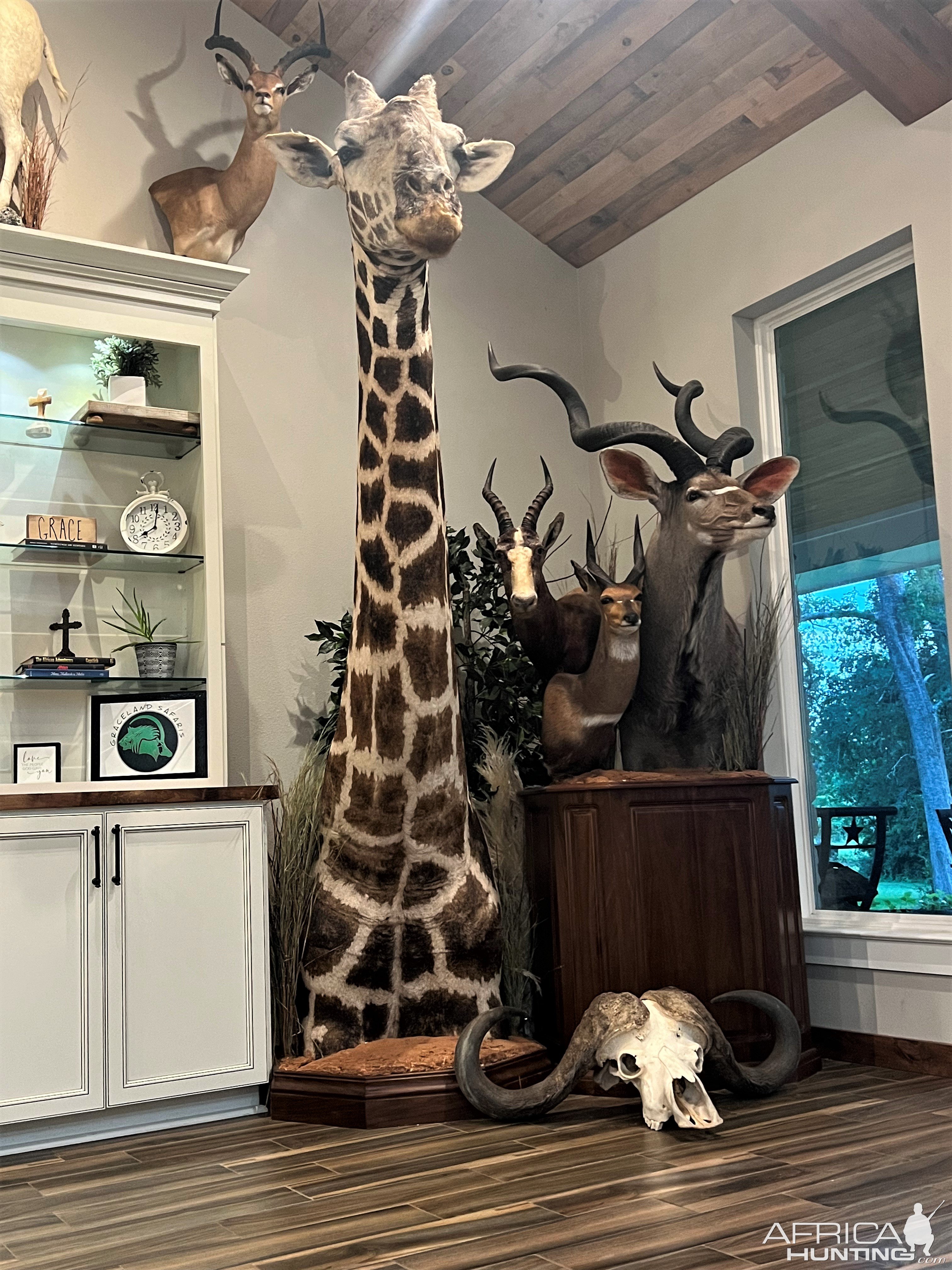 Giraffe Pedestal Mount Taxidermy