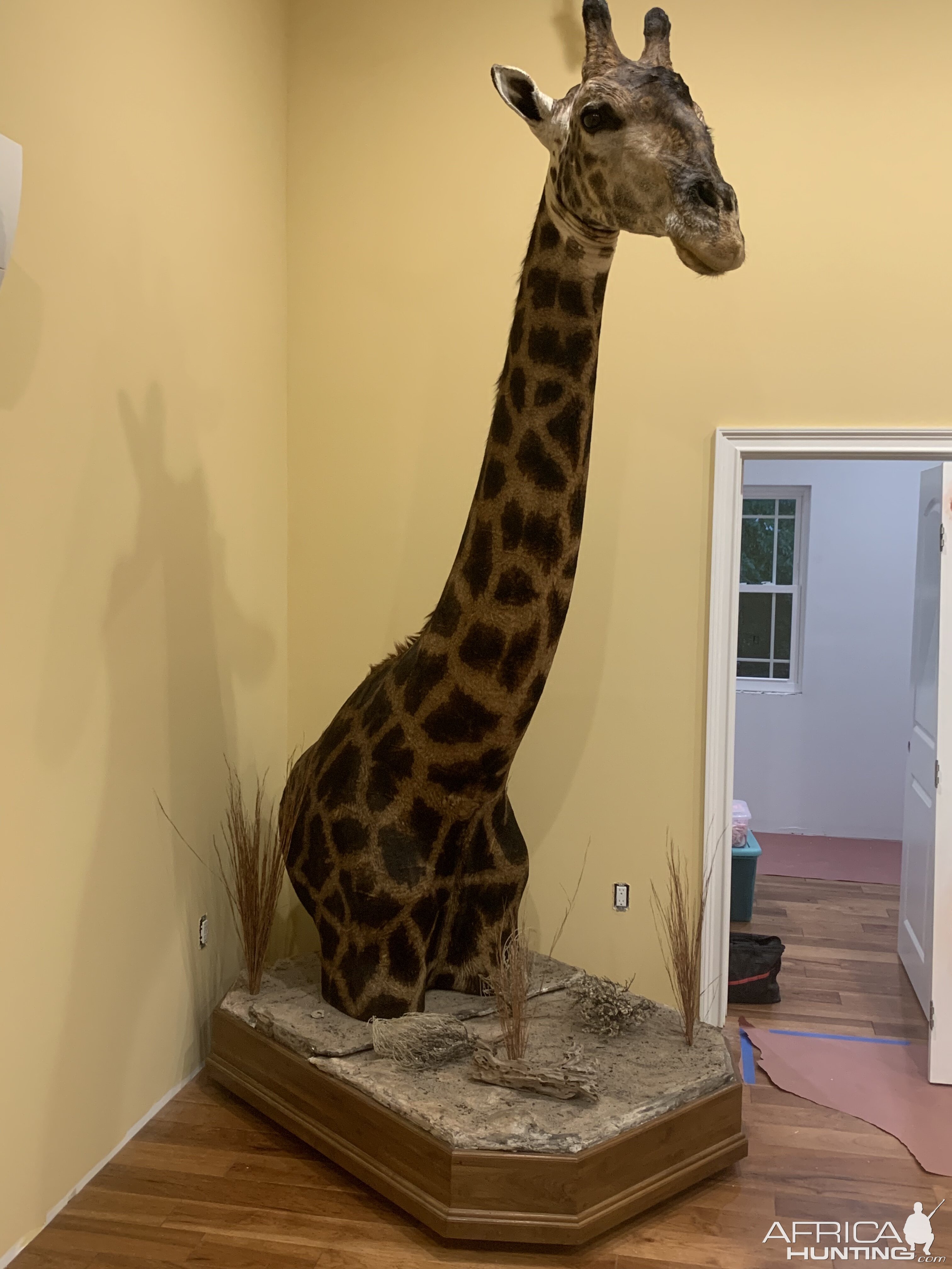 Giraffe Pedestal Mount Taxidermy