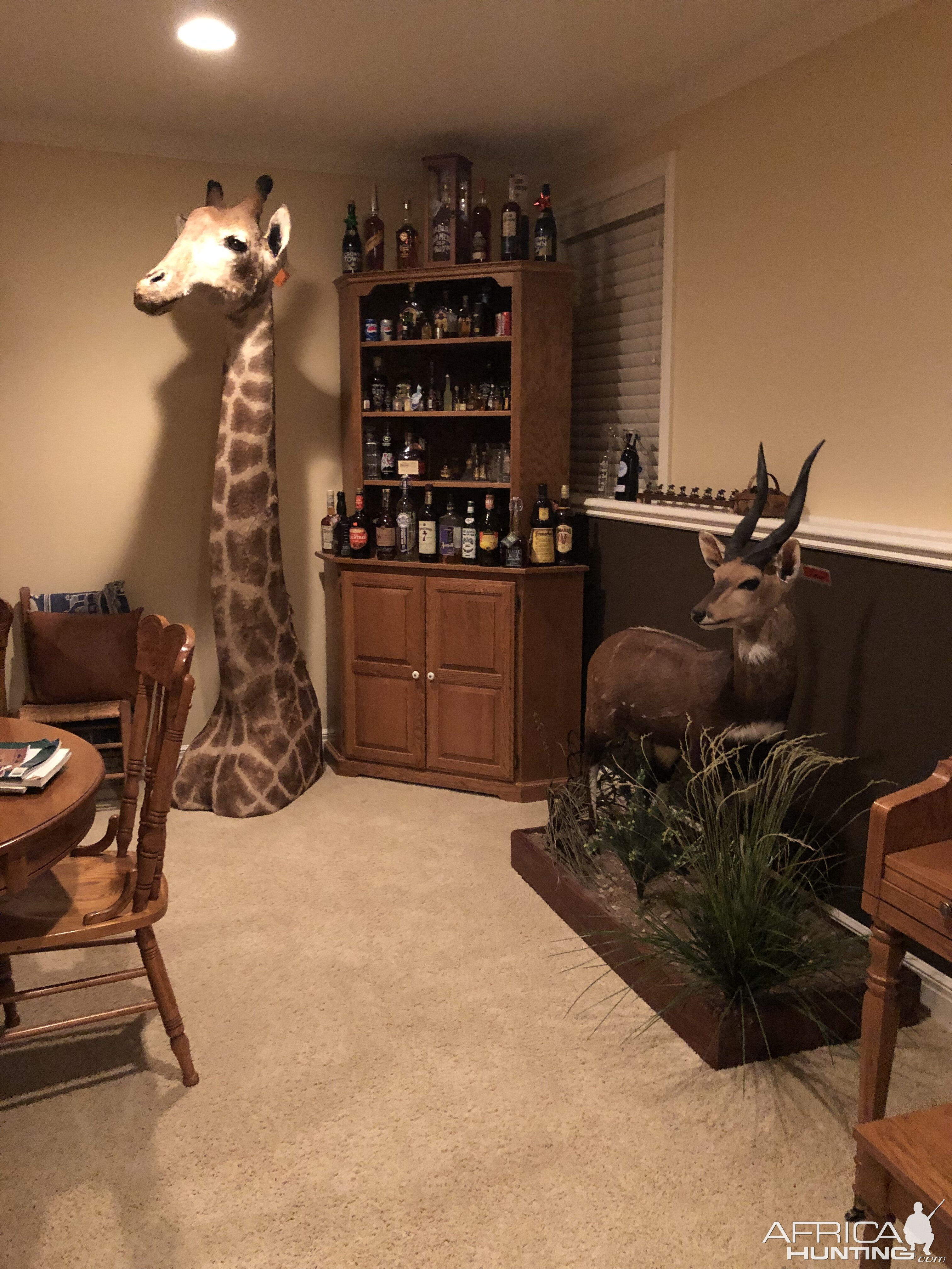 Giraffe Shoulder & Bushbuck Full Mount Taxidermy