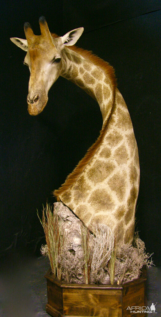 Giraffe Shoulder Mount Pedestal Taxidermy