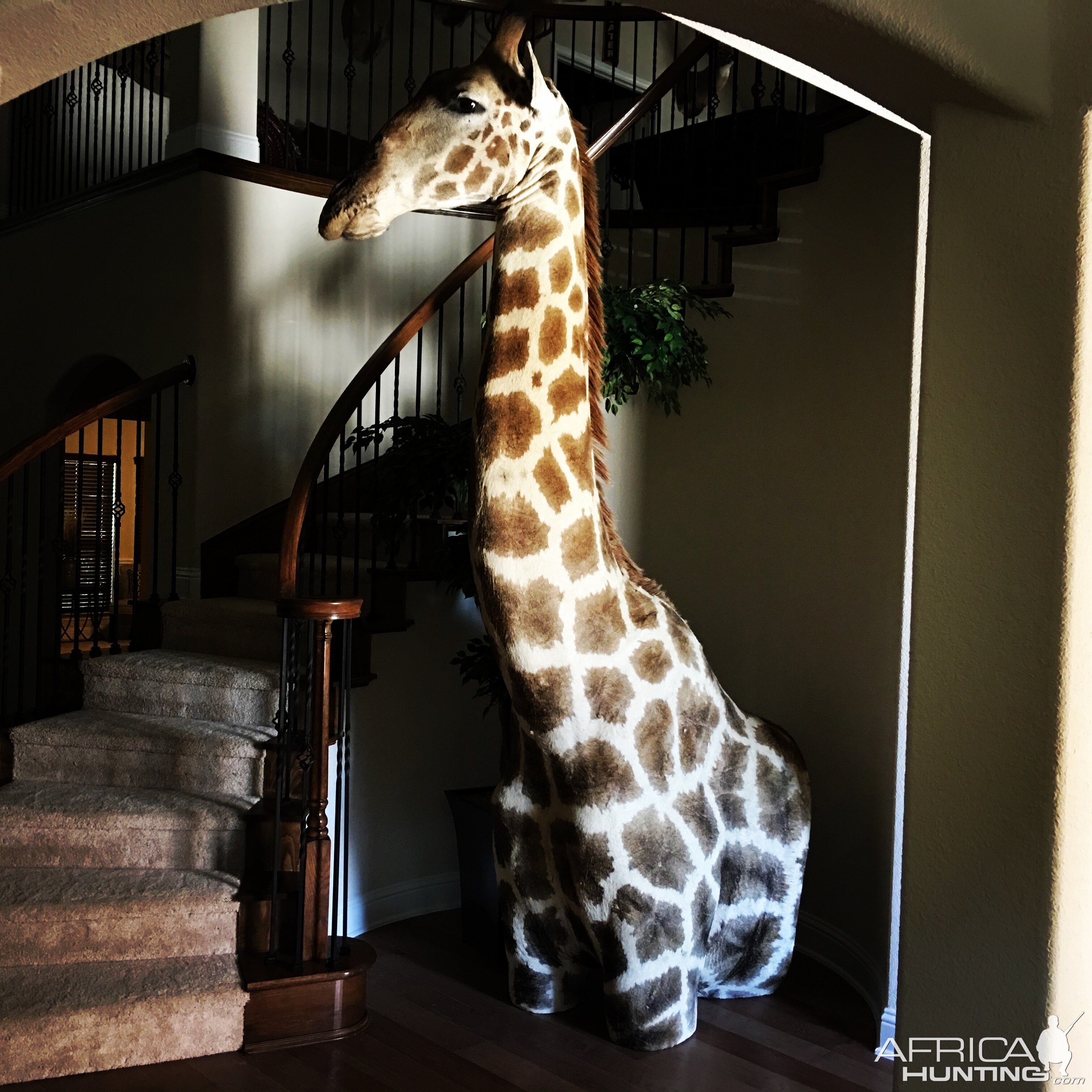 Giraffe Shoulder Mount Taxidermy | AfricaHunting.com